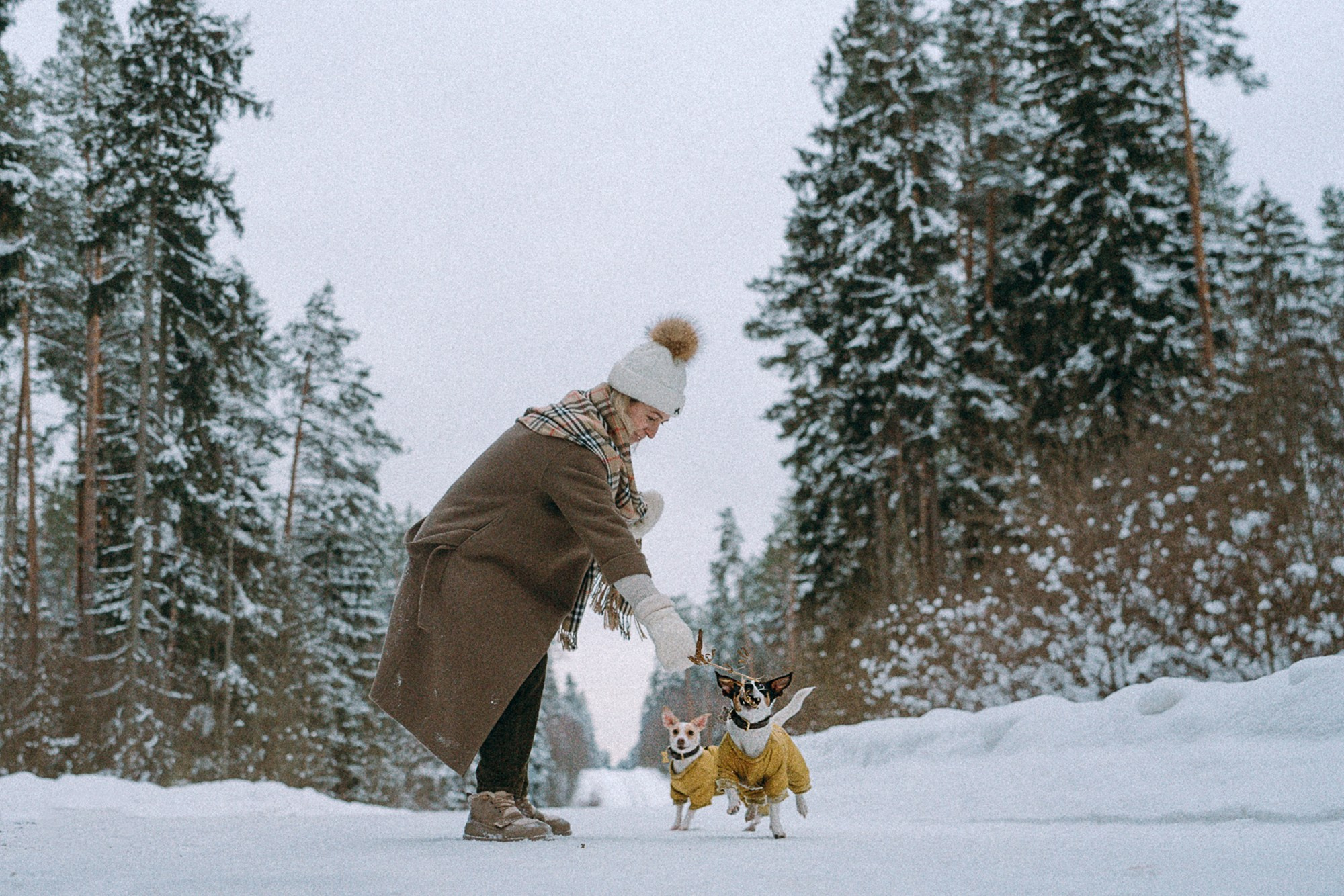 Алина, Ваниль и Элис. Фотограф анималист в Москве и Санкт-Петербурге Свиридова Анна