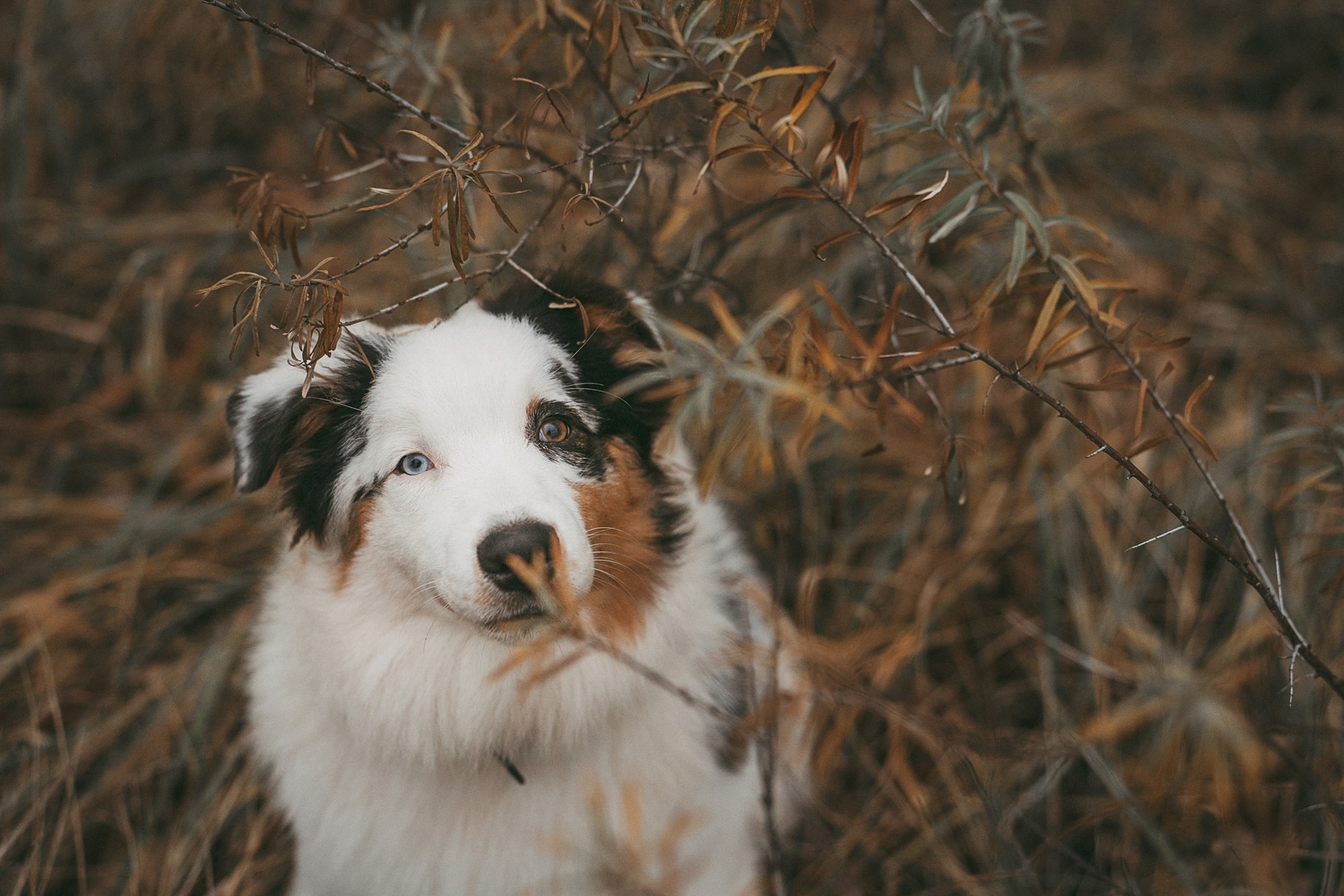 Лиза и Бублик. Фотограф анималист в Москве и Санкт-Петербурге Свиридова Анна
