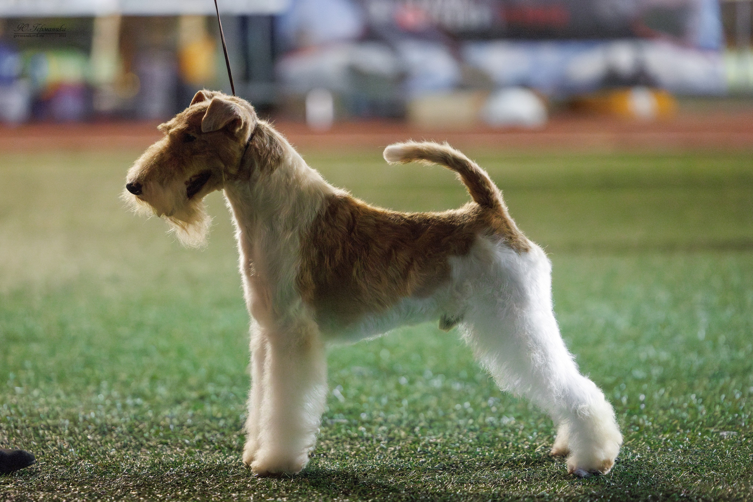 Волгоград 2-4.08.2024. Фотограф-анималист Юлия Германика