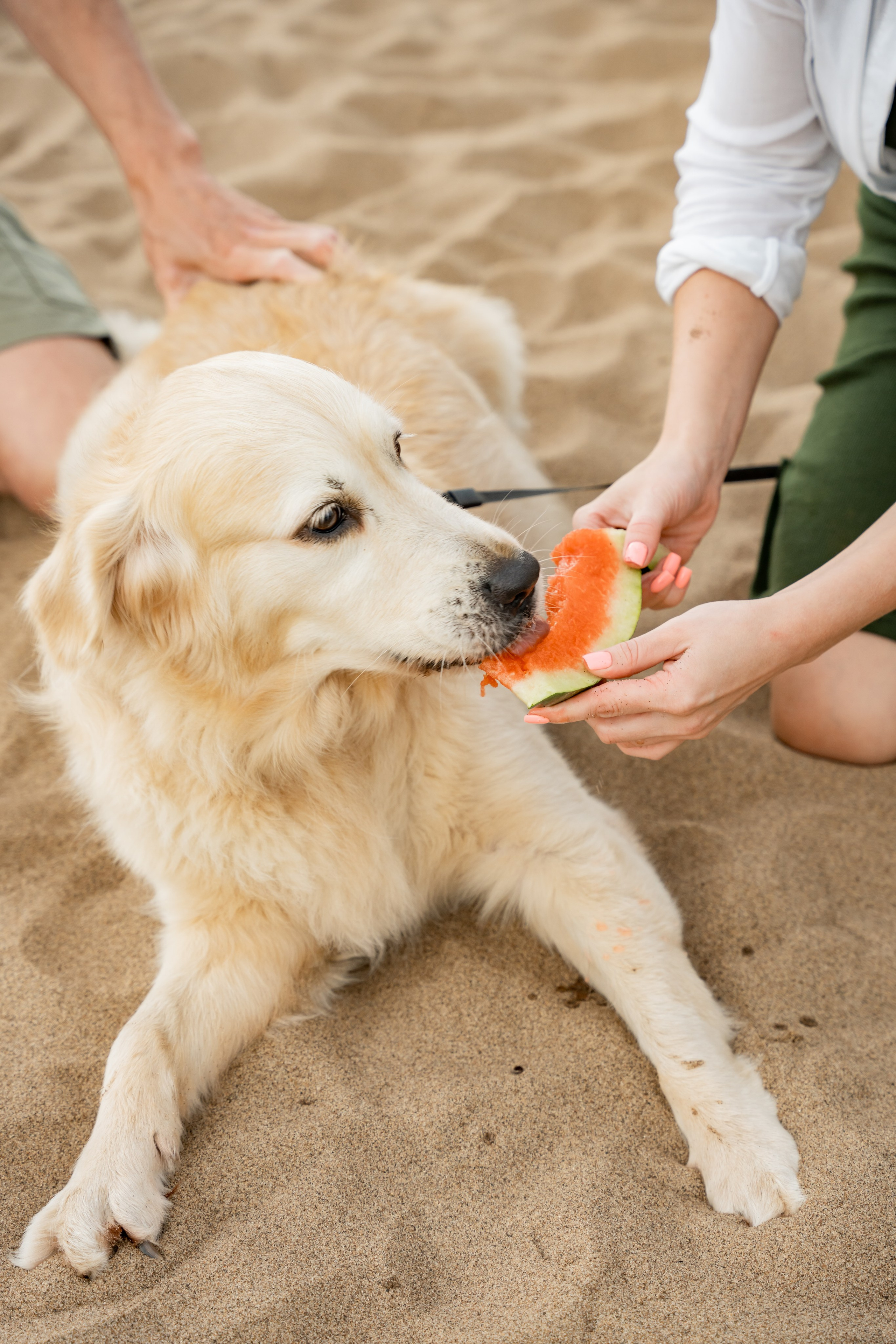 Прогулка с лапой. Пляж. Гроза
