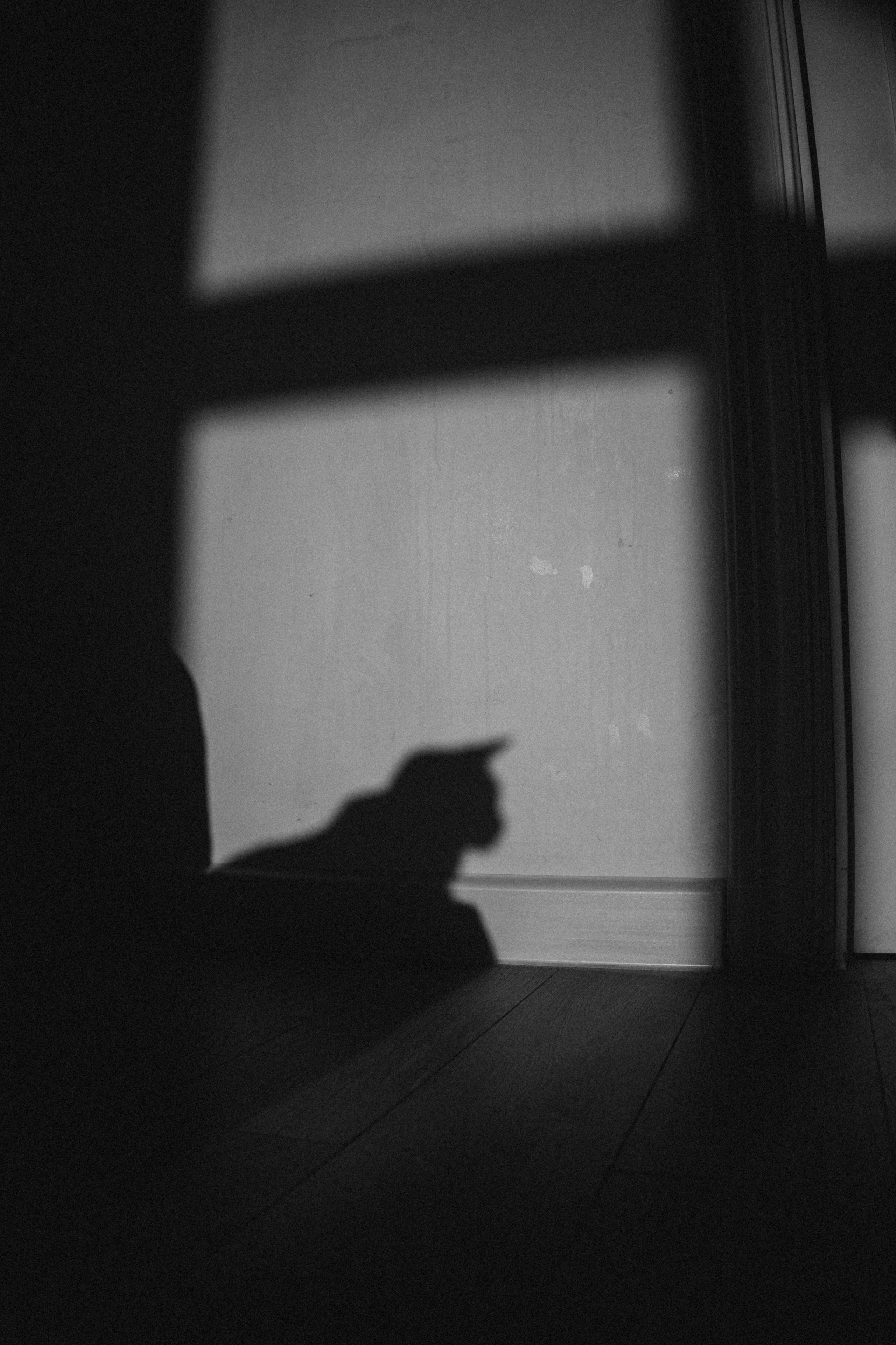 Циско и его семья. Фотограф — Анималист | Санкт-Петербург