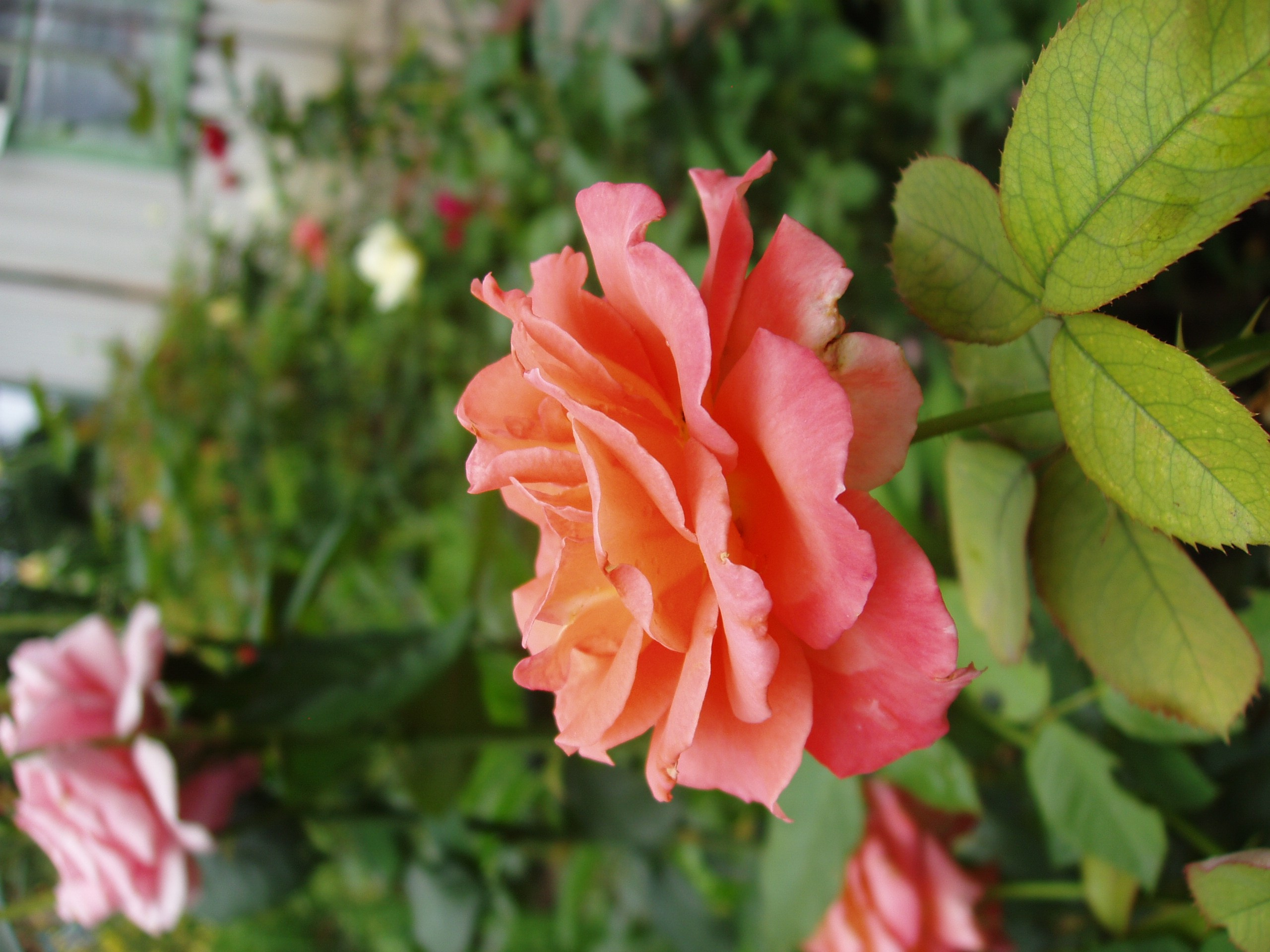 Отпуск 20.07-17.08. Семейный, Свадебный фотограф СПБ Питер— Романова Екатерина