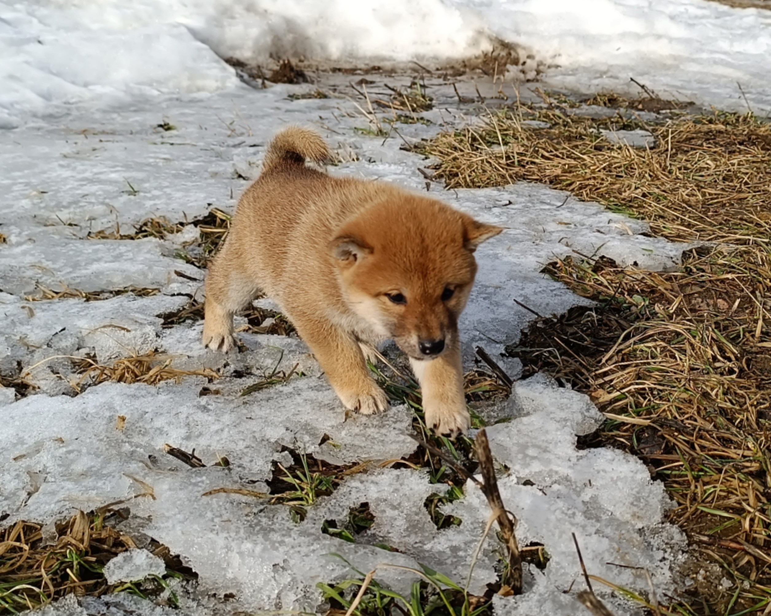 Сиба Rubylight Emma питомник Рубилайт 