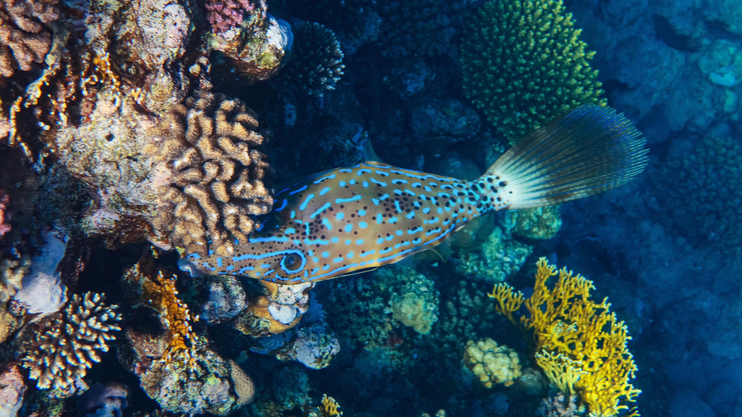 Fish. Фотограф Светлана Голицына