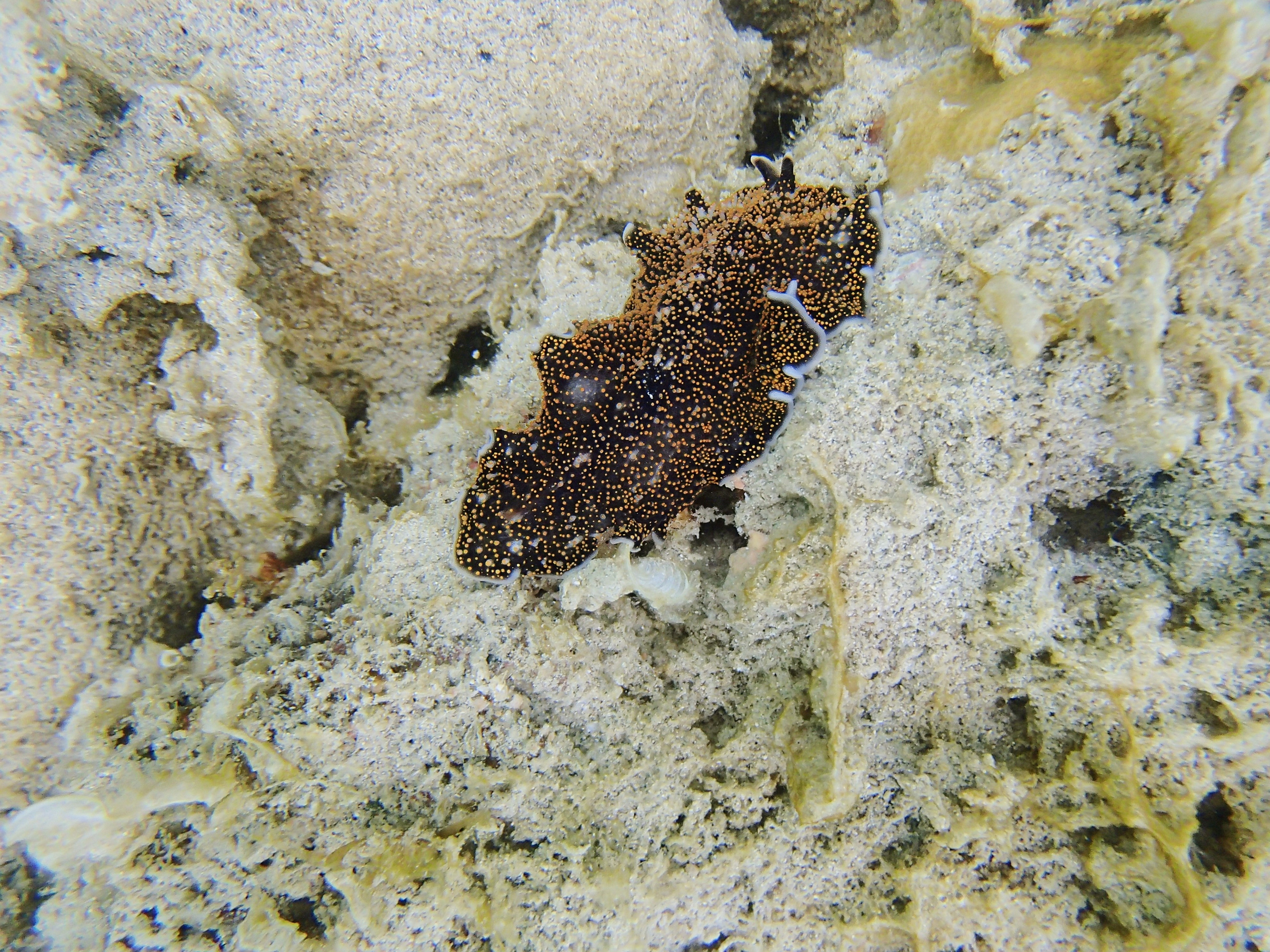 Рыбов показываю