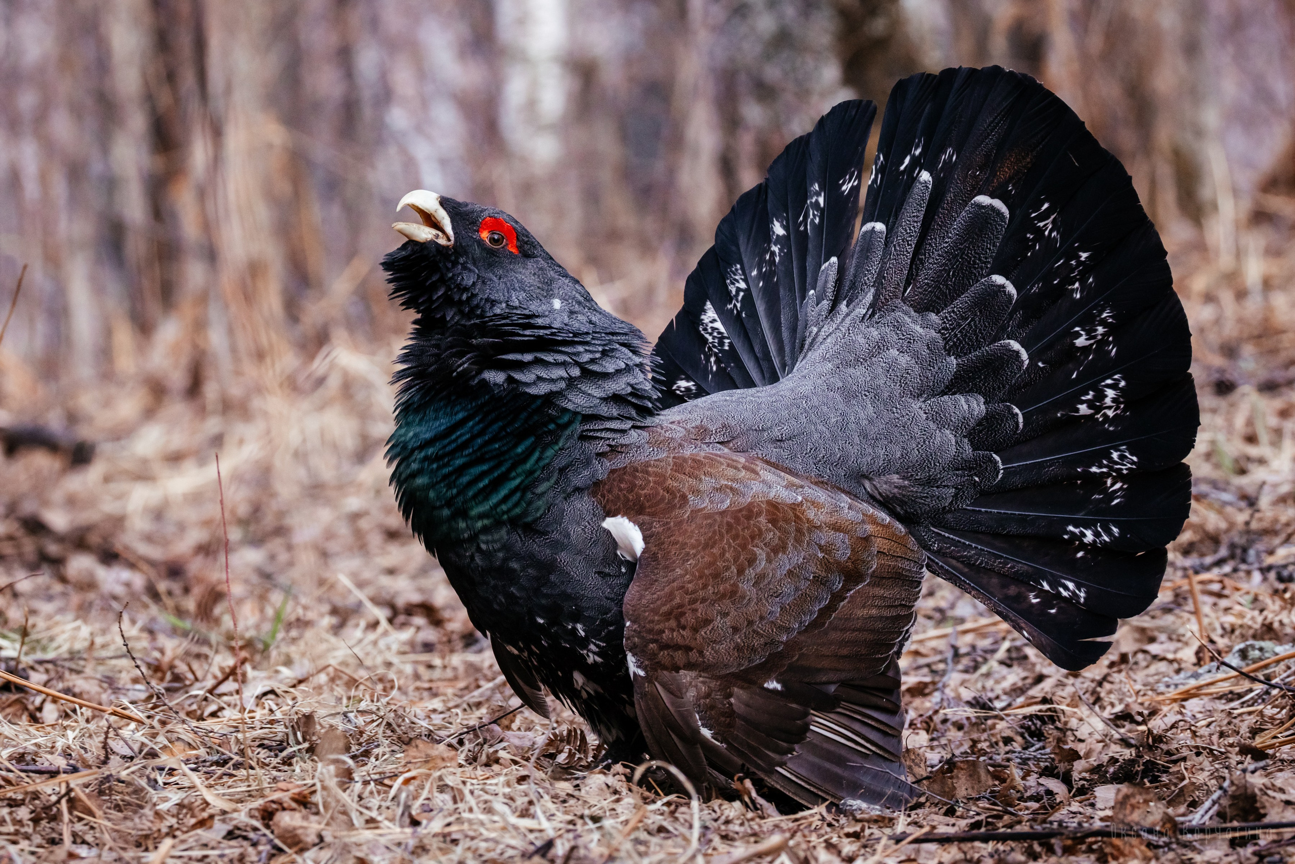 Глухарь. Фотограф в Красноярске Оксана Корчагина