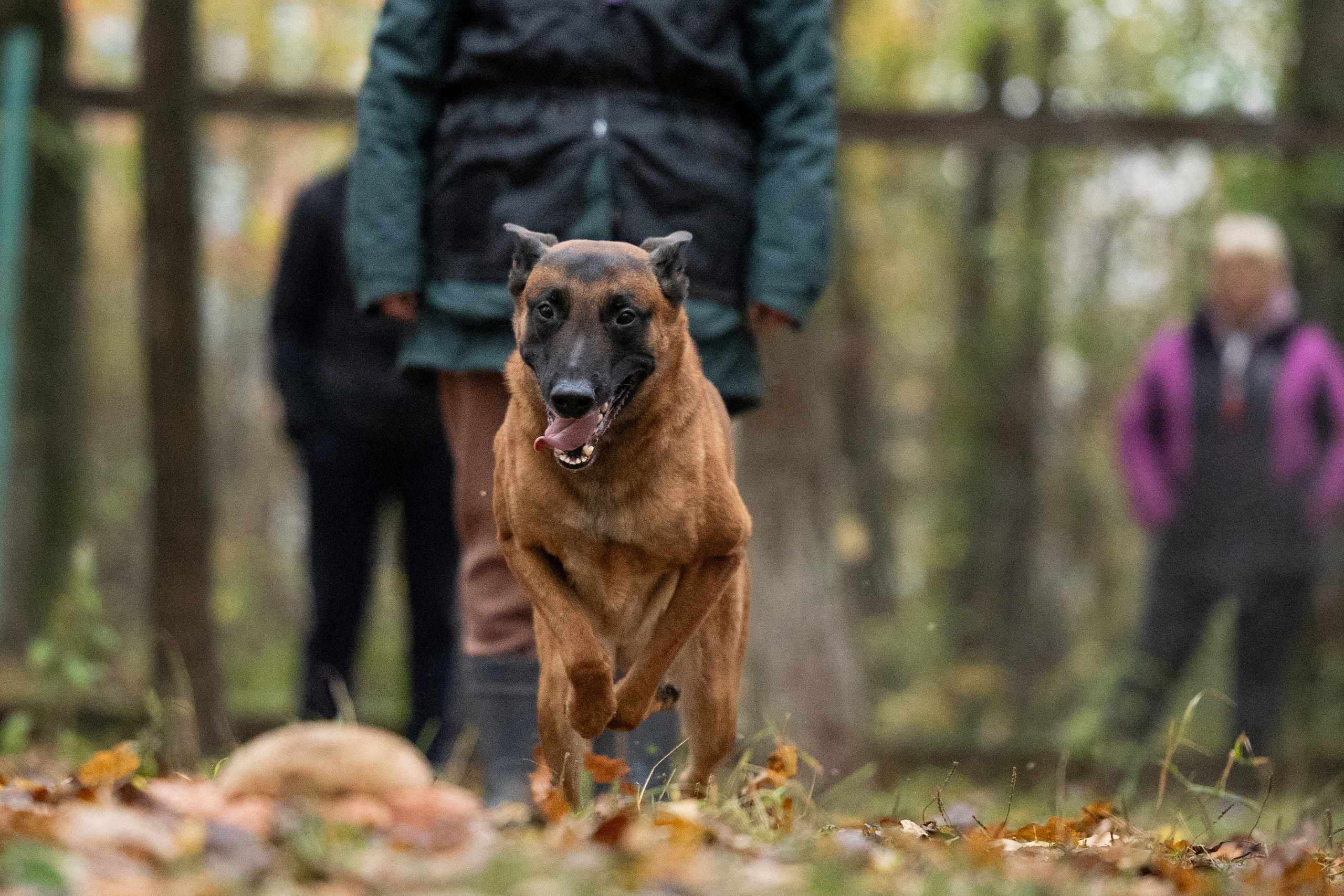 Соревнования по Мондьорингу г. Вологда. Фотограф-анималист Анна Маринич