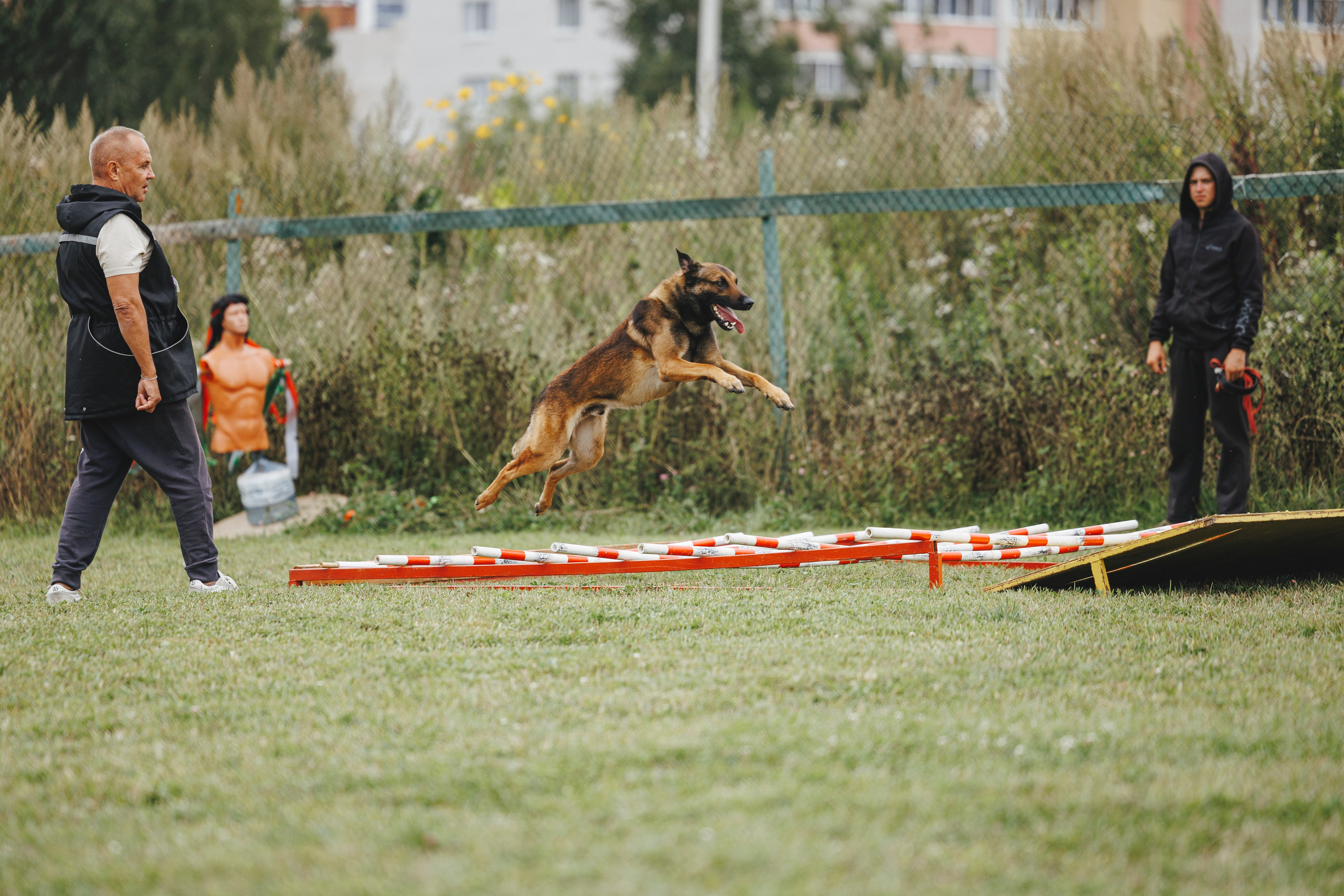 08.08.25-10.08.25 ЧР по мондьорингу г. Вологда. Фотограф-анималист Анна Маринич