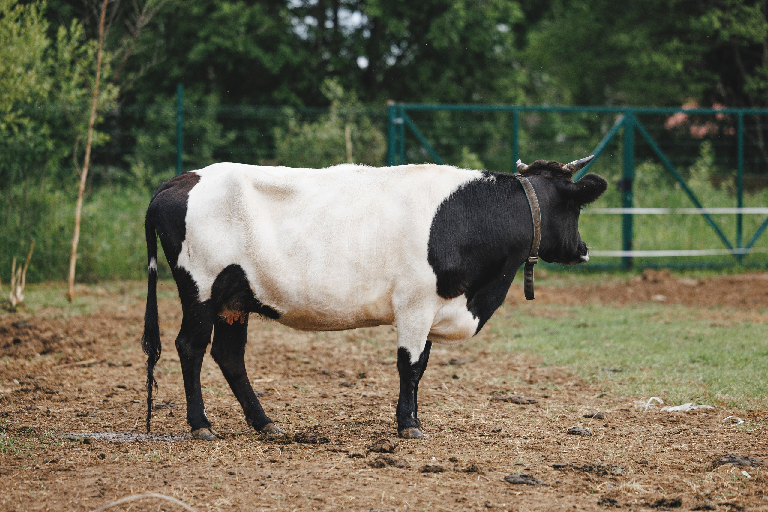 Керро поле. Фотограф-анималист Анна Маринич