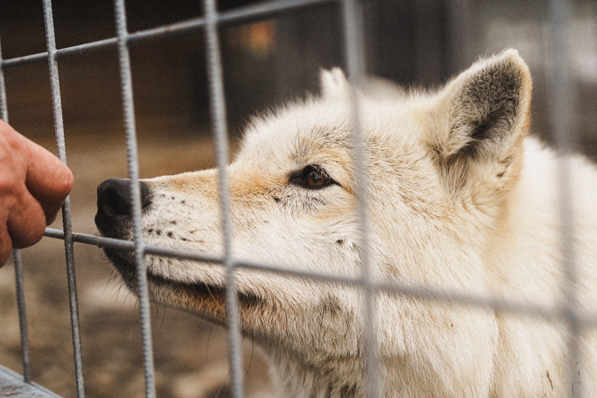 Карельский зоопарк. Zekons. Фото, видео, нейросети