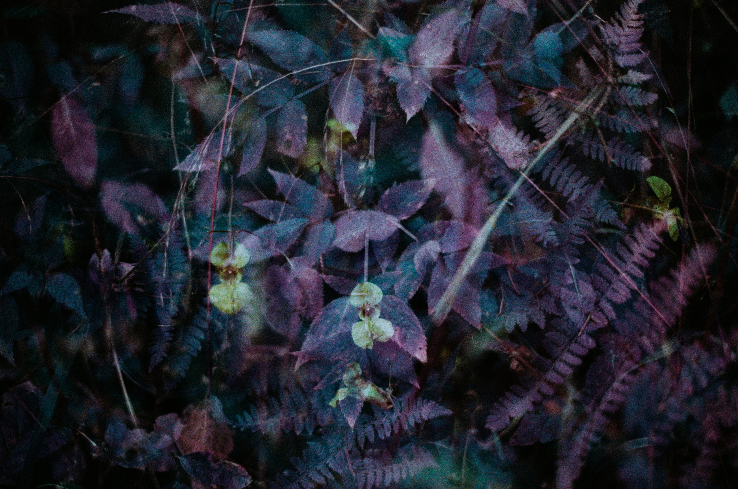 Purple overdose II. EVER EXPOSED