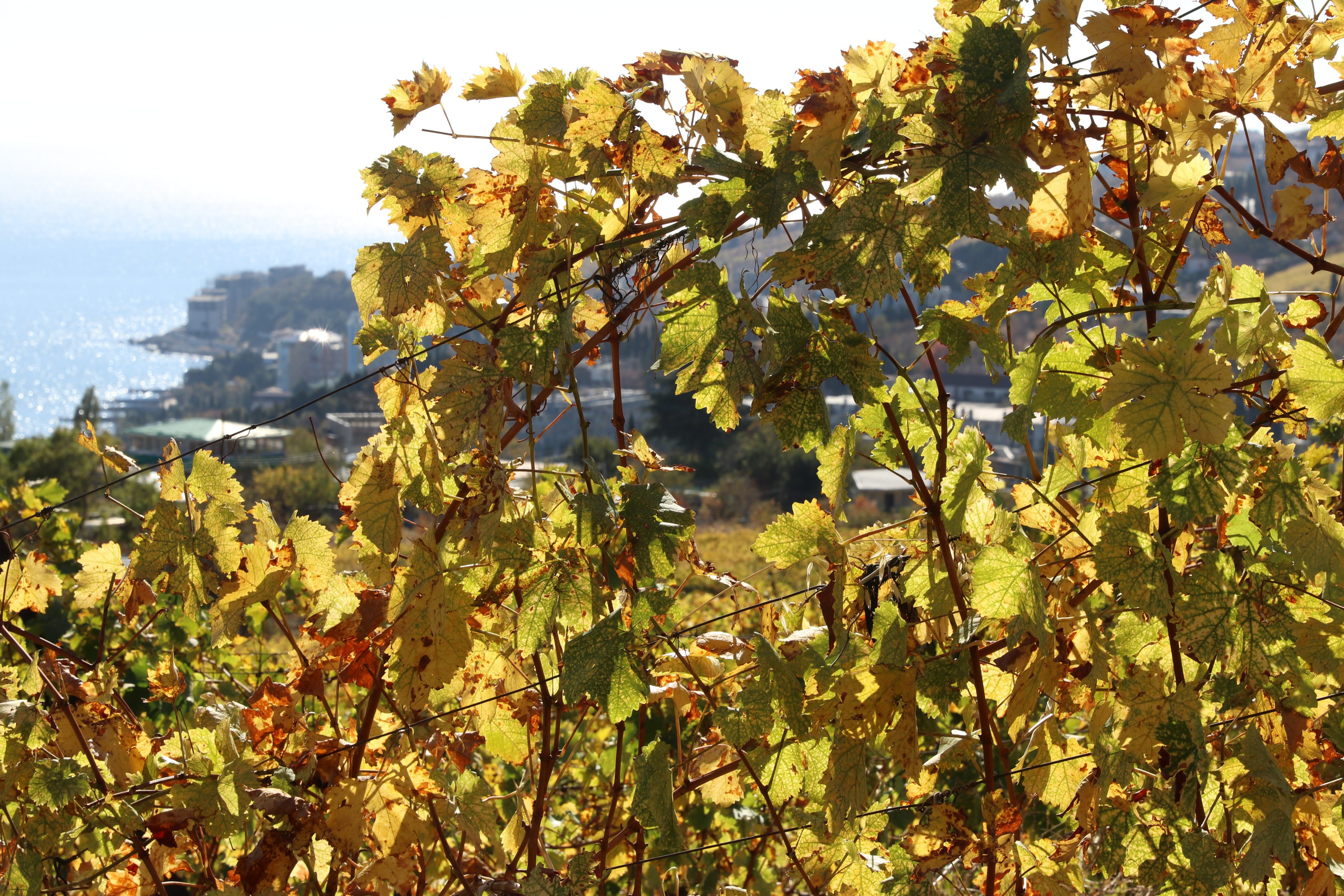 Крым. ЮБК (Гурзуф, Судак и их окрестности). Ноябрь 2023. Путешественник-фотограф из Санкт-Петербурга Татьяна Свистулина