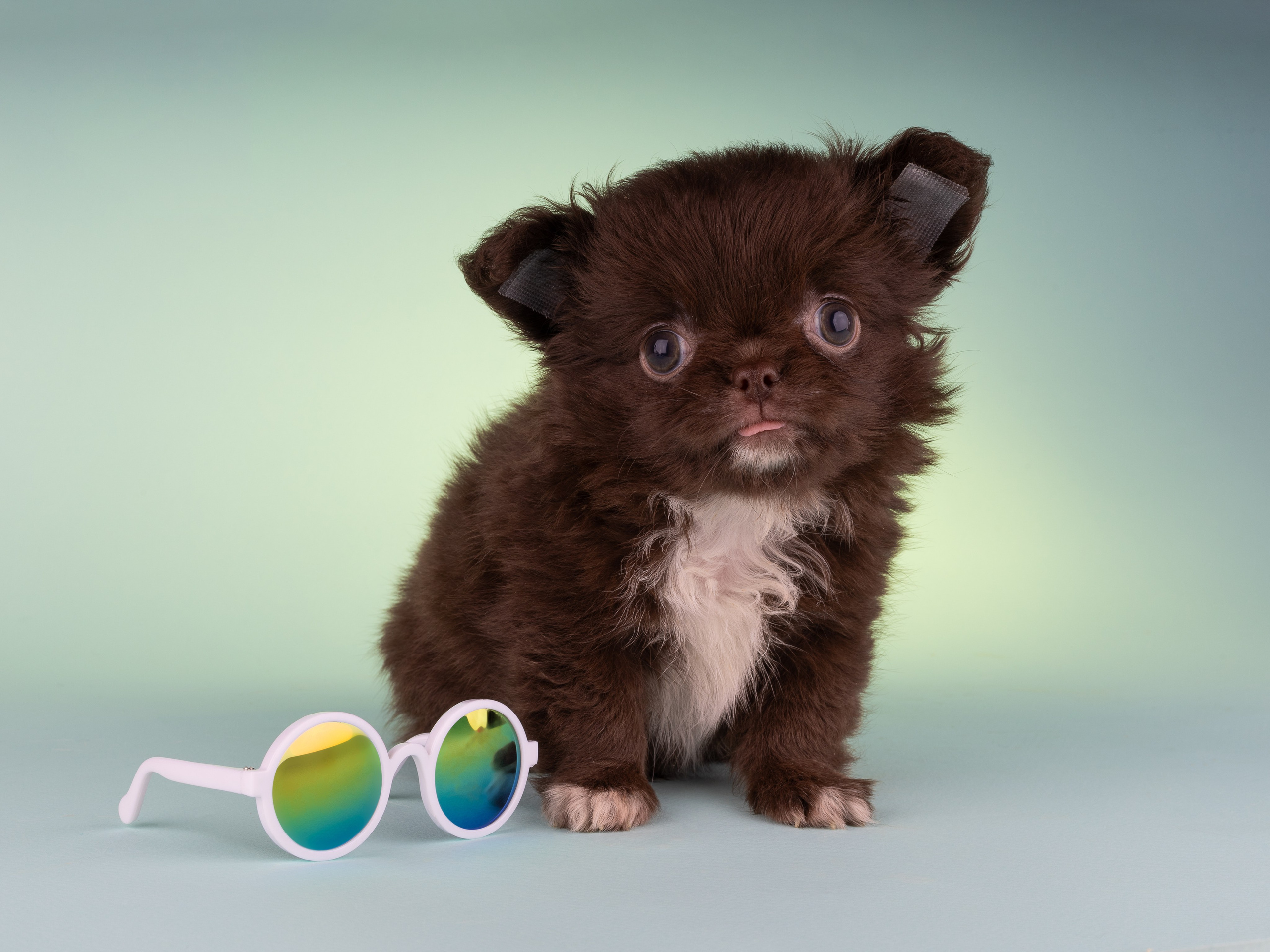 Чихуахуа (студия). Фотограф-анималист в Москве, МО и Владимире