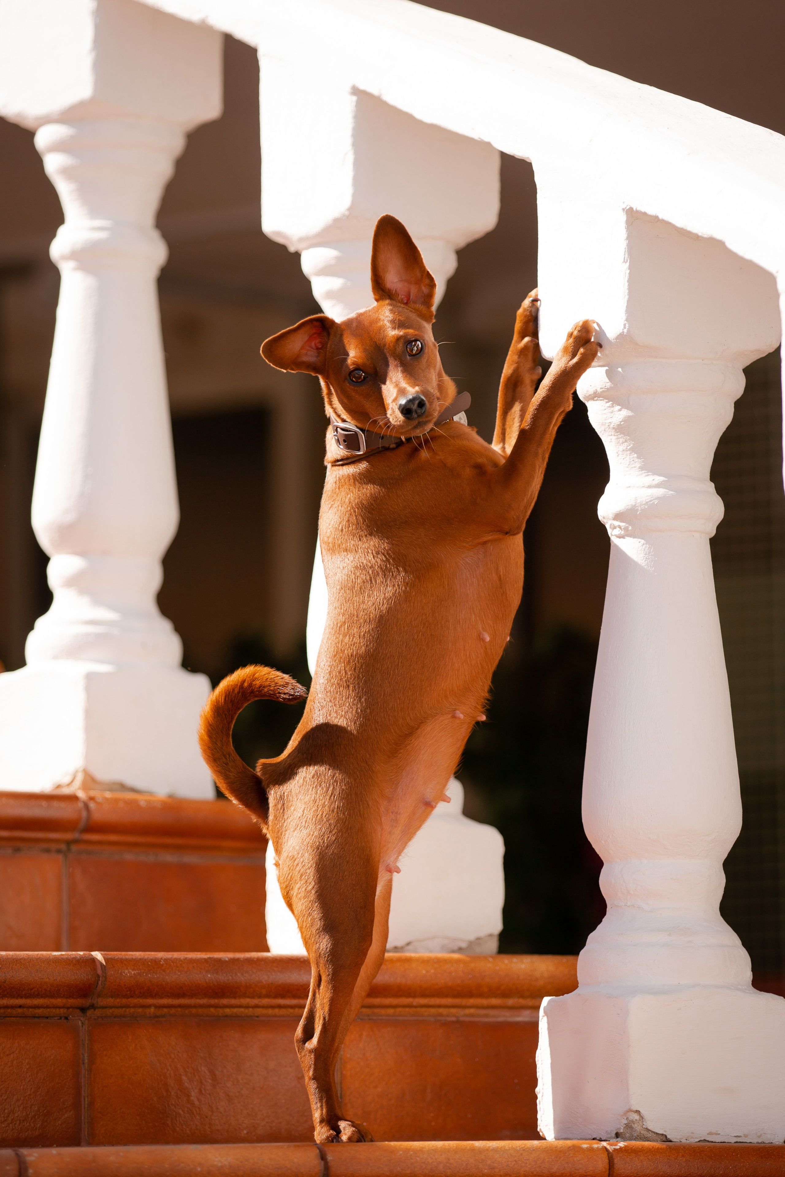 Цвергпинчер в Геленджике. Фотограф-анималист в Краснодаре Маша Мельникова