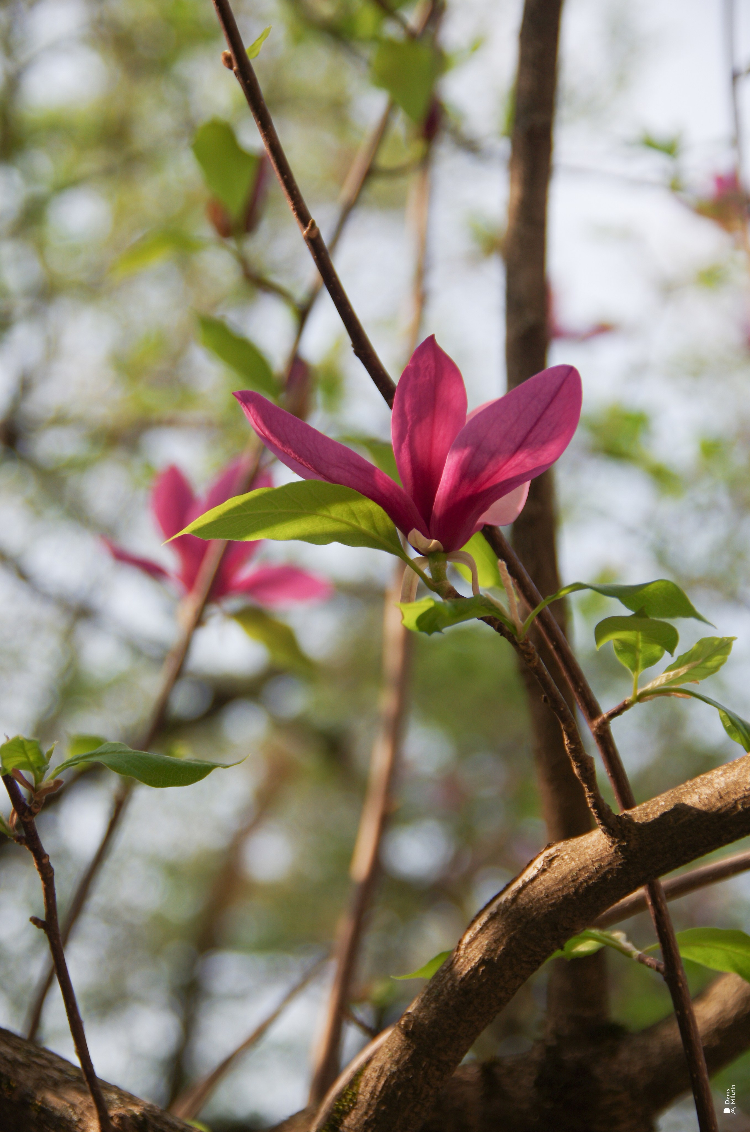 Элен в Кутаиси. Портретный фотограф Денис Милютин