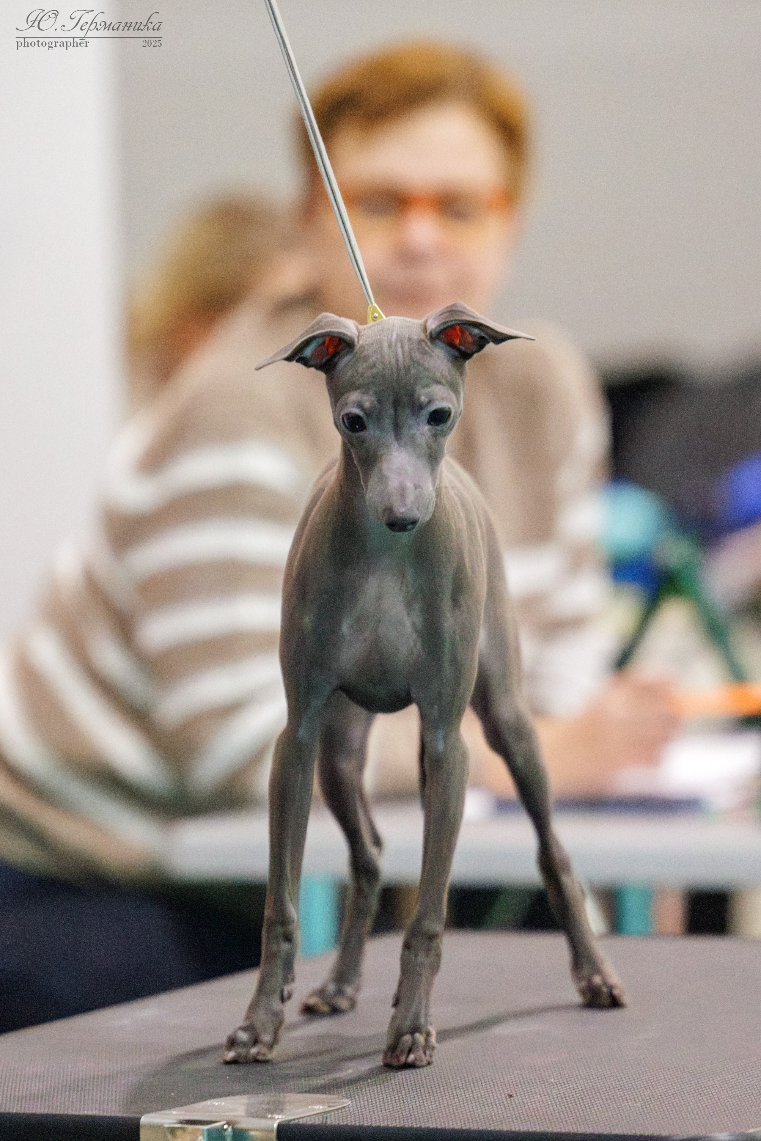 Гран-При 8.02.2025 и Крокус 09.02.2025. Фотограф-анималист Юлия Германика