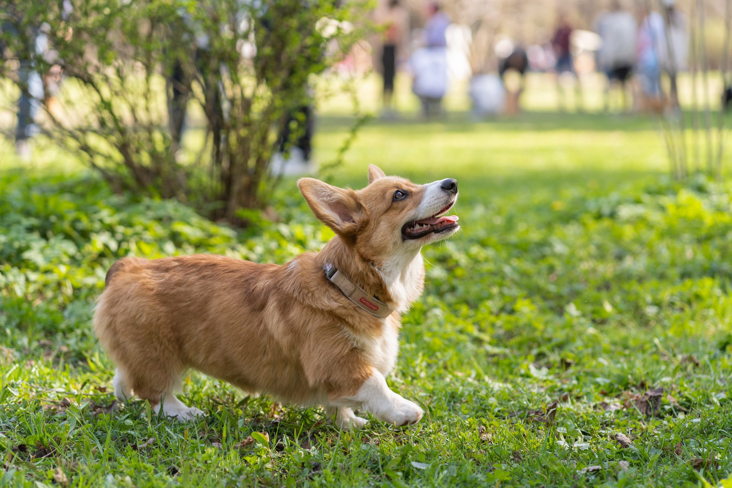 Саша, Настя, Луна. Свадебный фотограф в Москве Анна Полушина
