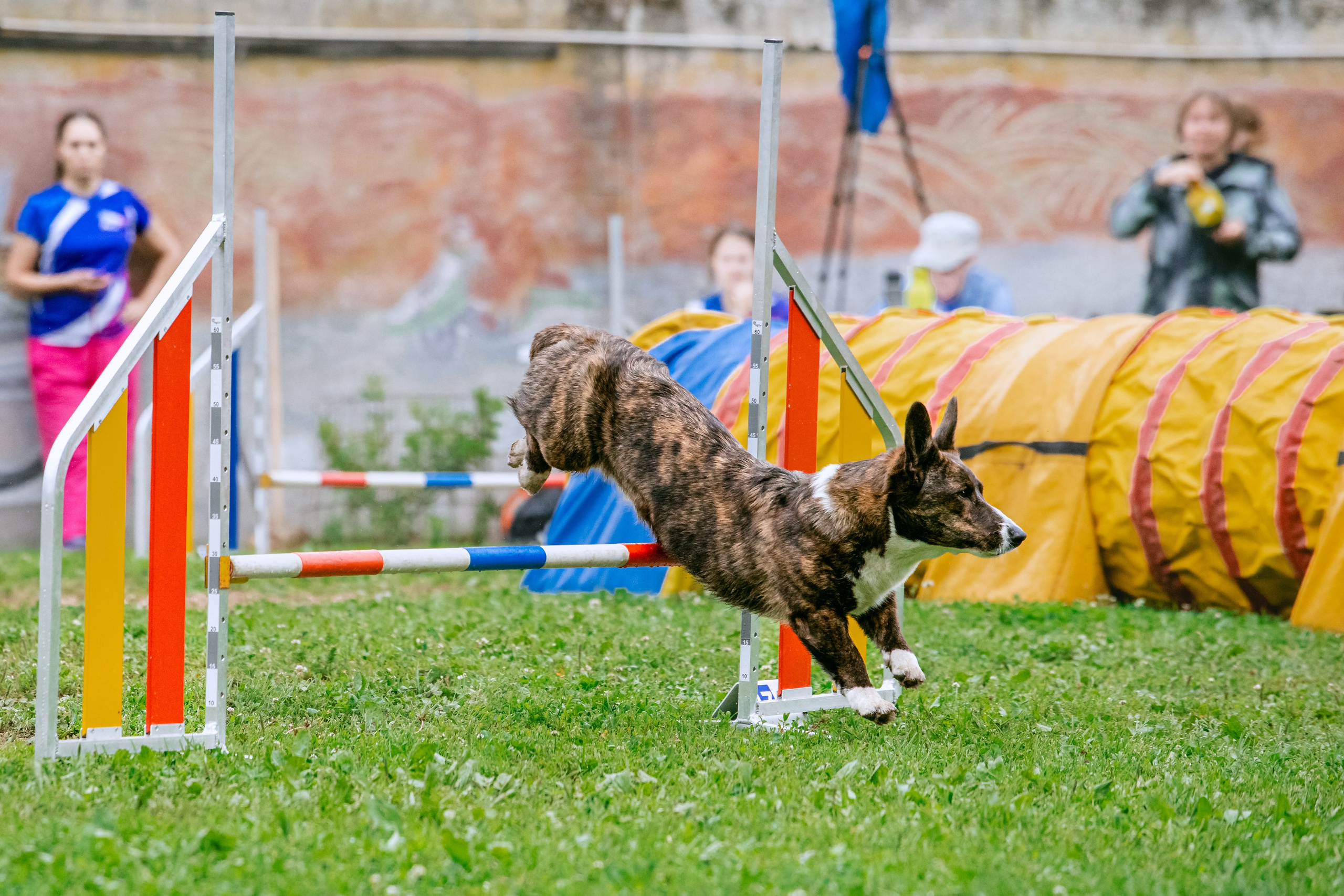 Соревнования по аджилити Долгопрудный 30.06.2025. Фотограф-анималист Татьяна Степанова