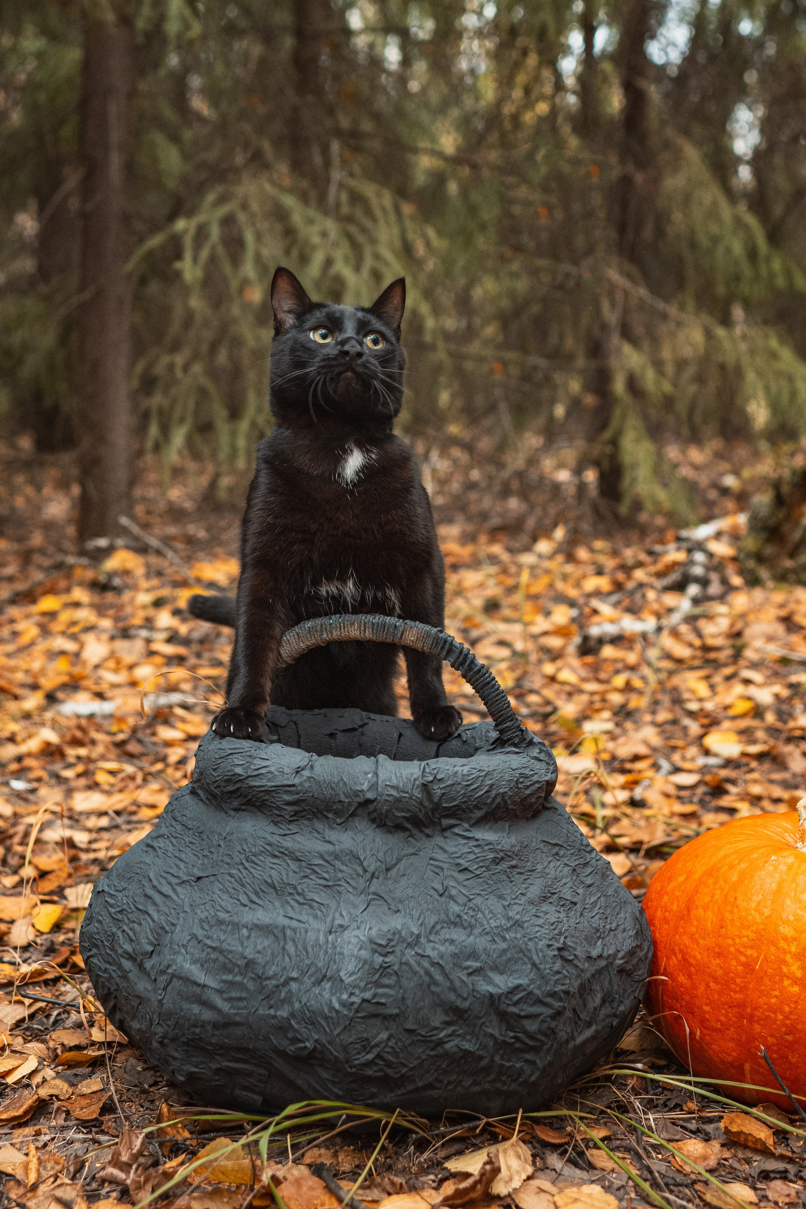 Ведьма с котом. Belichev45foto.ru