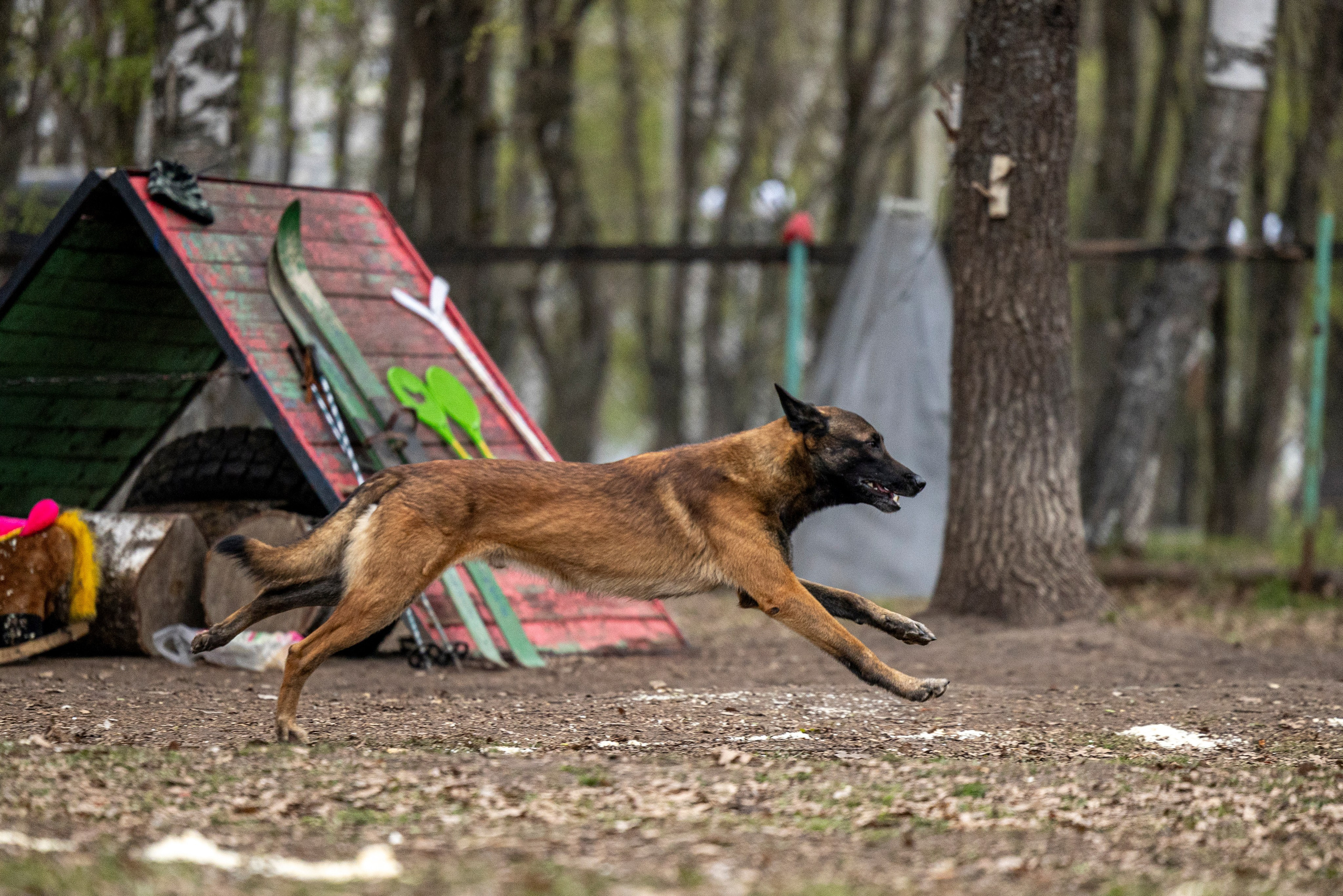 Квалификационные состязания по мондьорингу г. Вологда 11.05.24. Фотограф-анималист Анна Маринич