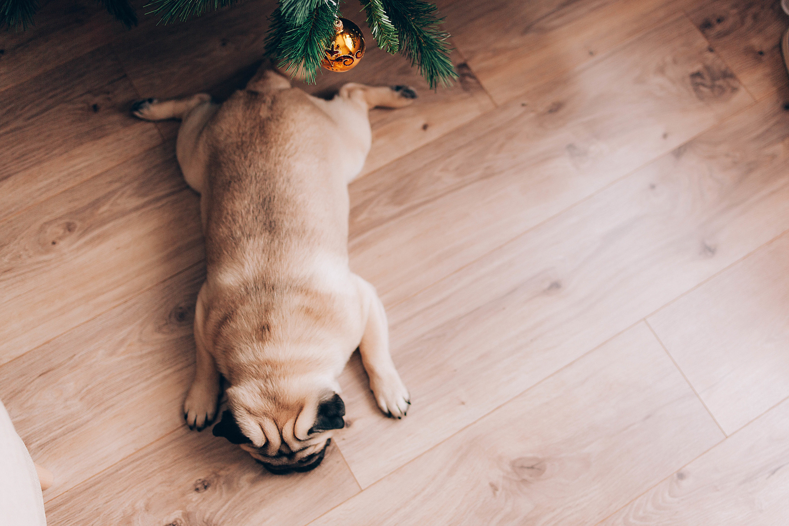 I&M. Пушистая Сова - Свадебный и портретный фотограф Воронеж, Москва, Питер