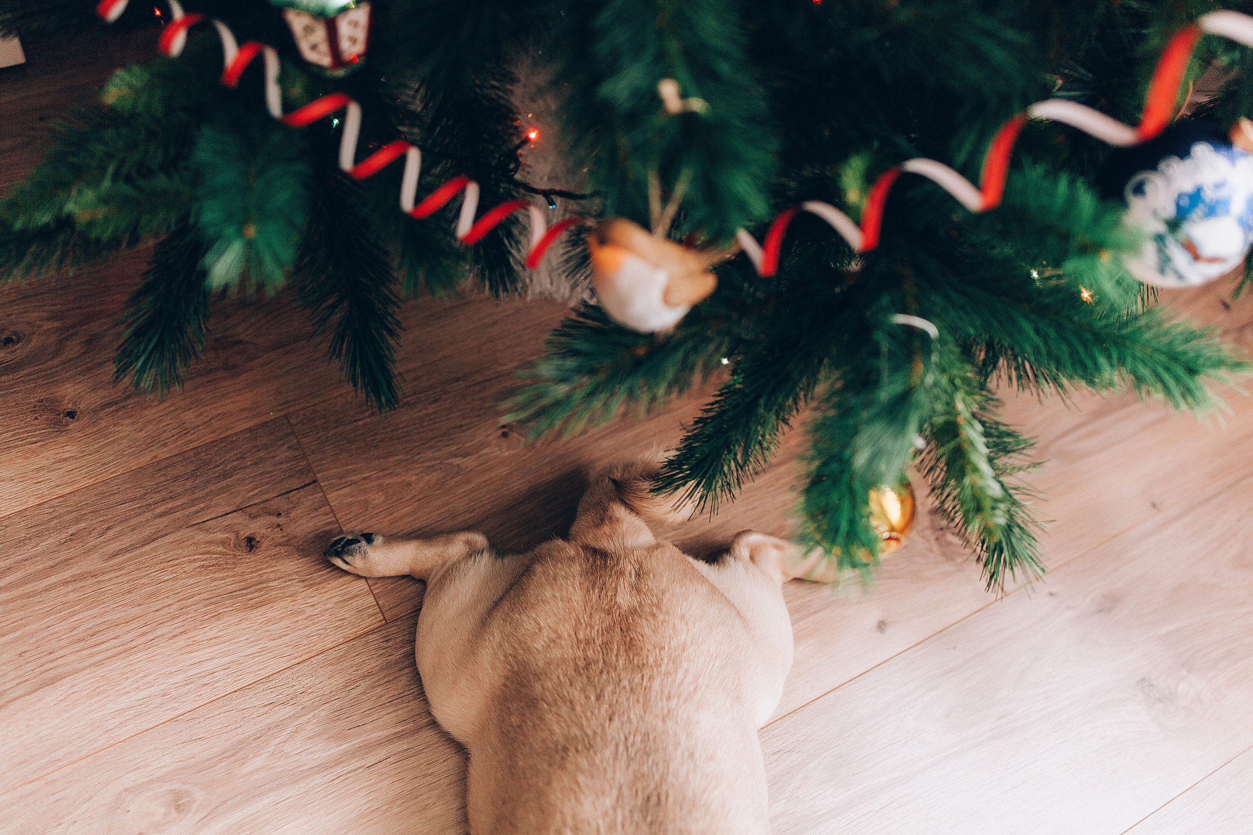 I&M. Пушистая Сова - Свадебный и портретный фотограф Воронеж, Москва, Питер