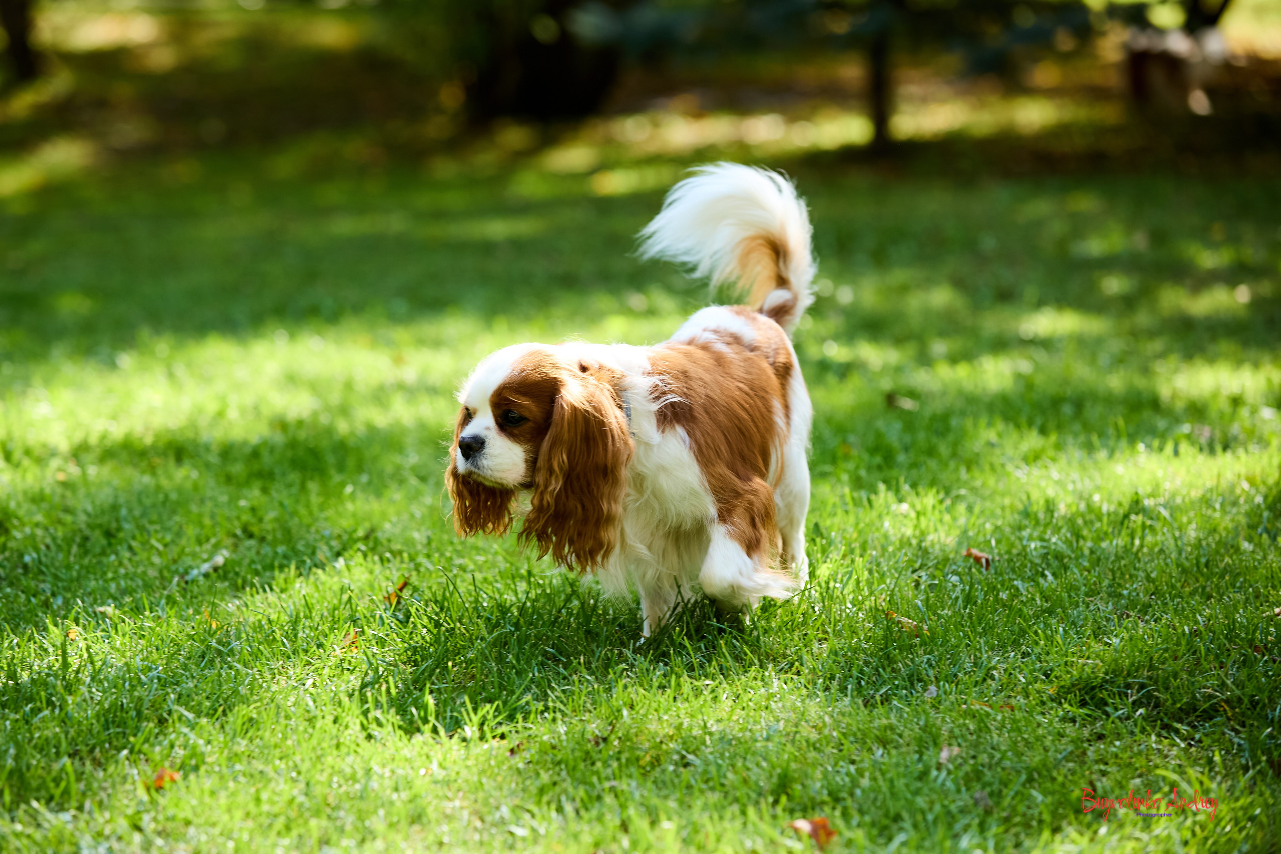 Фотопрогулка с кавалерами. Buyvolenko Andrey