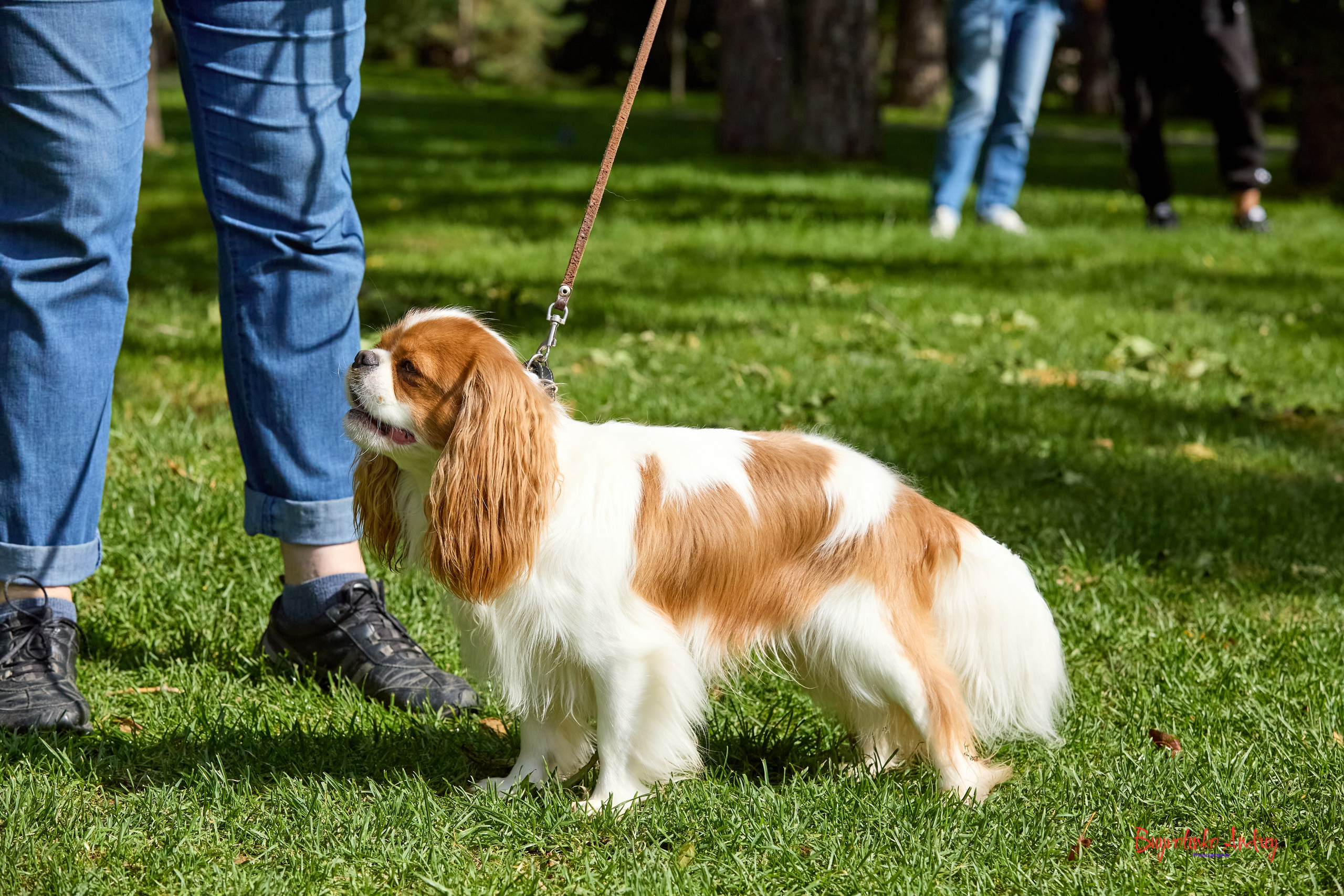 Фотопрогулка с кавалерами. Buyvolenko Andrey