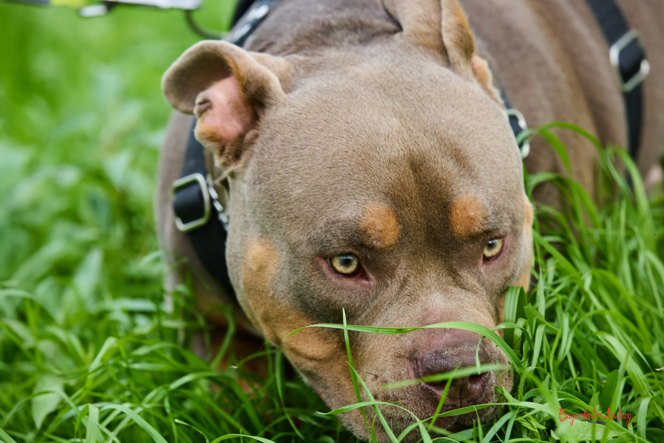 Проект фотопрогулка с хвостиком. Buyvolenko Andrey