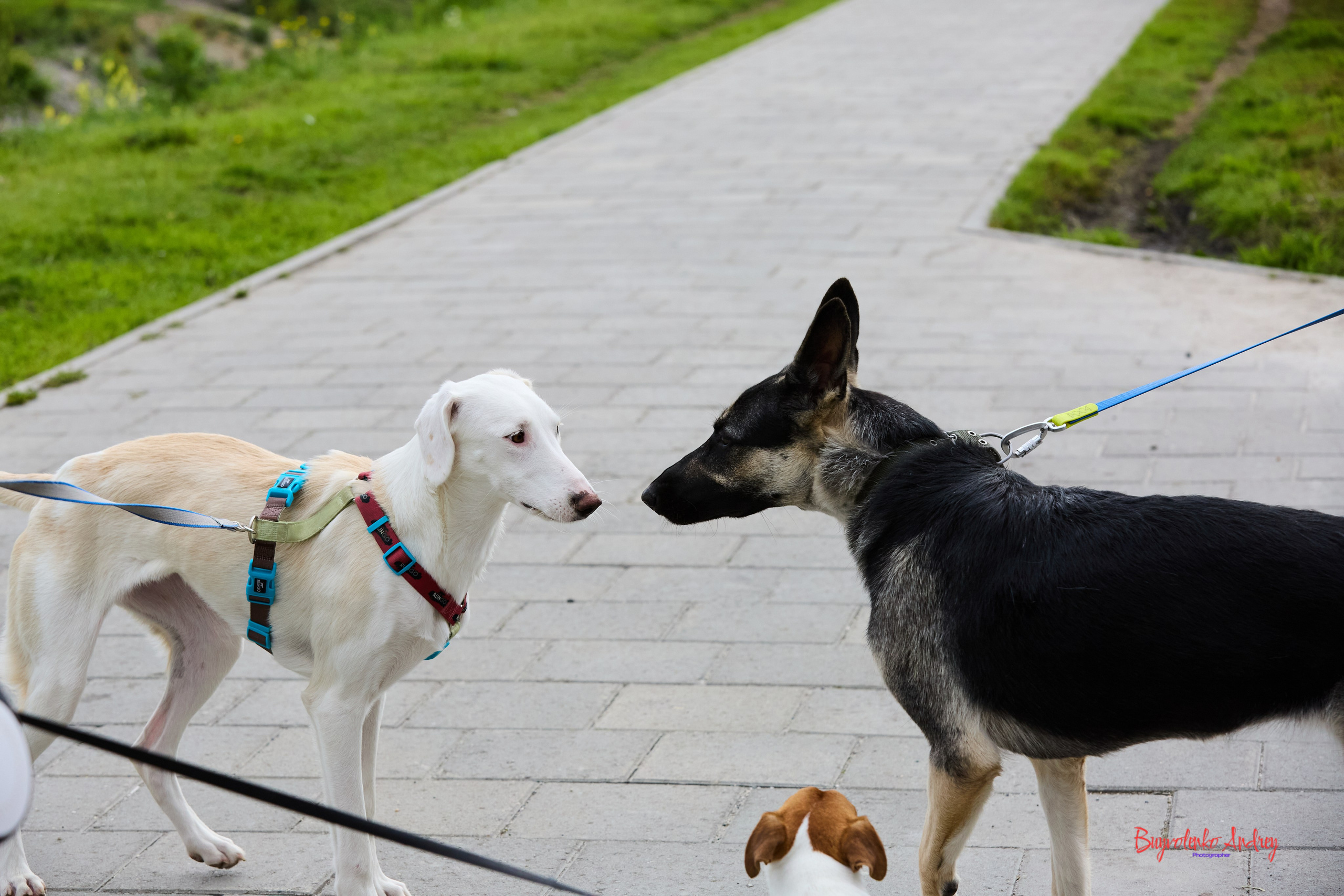 Проект фотопрогулка с хвостиком. Buyvolenko Andrey