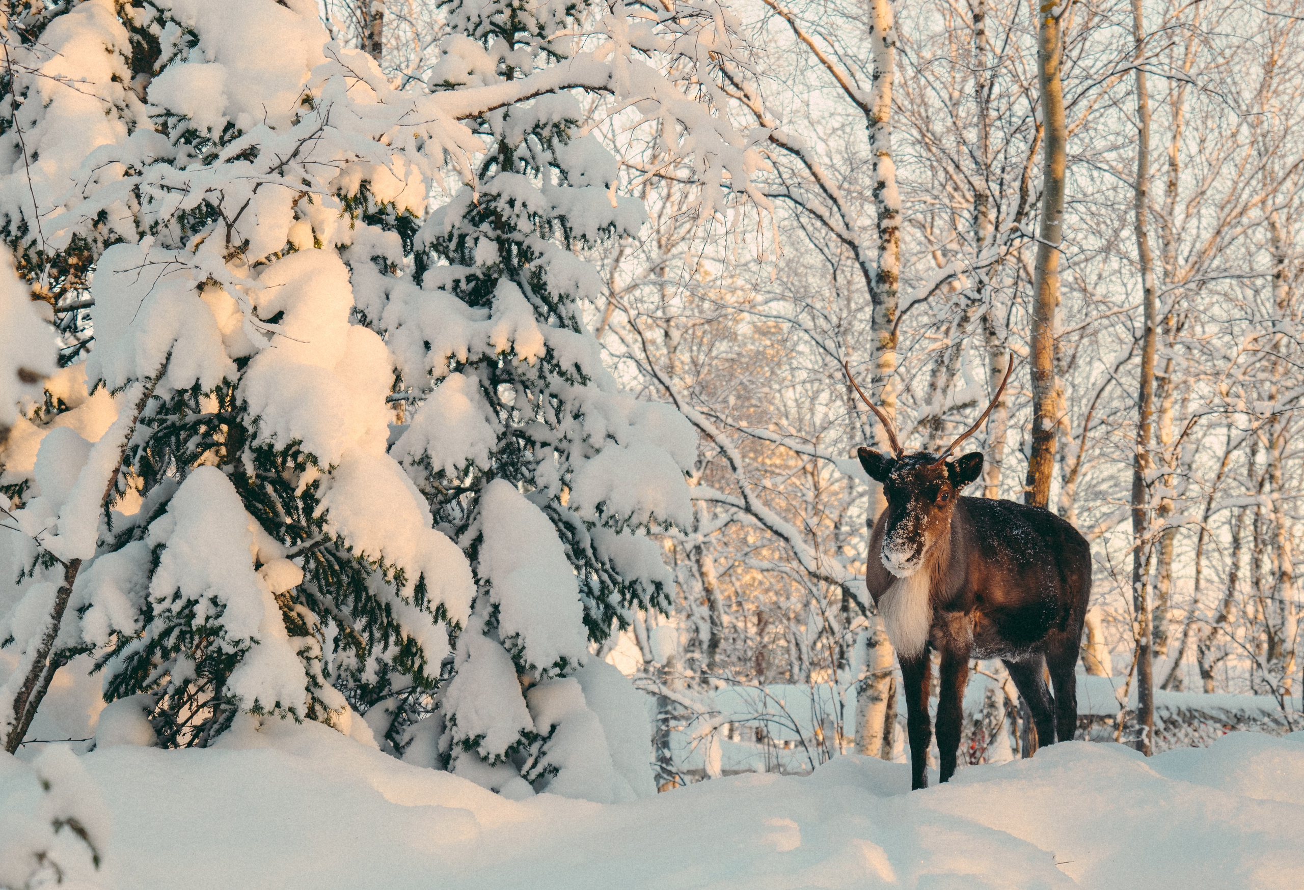 КАРЕЛИЯ / ЗИМА. Создание контента | Фото | Видеосъемка | Александр Ярков