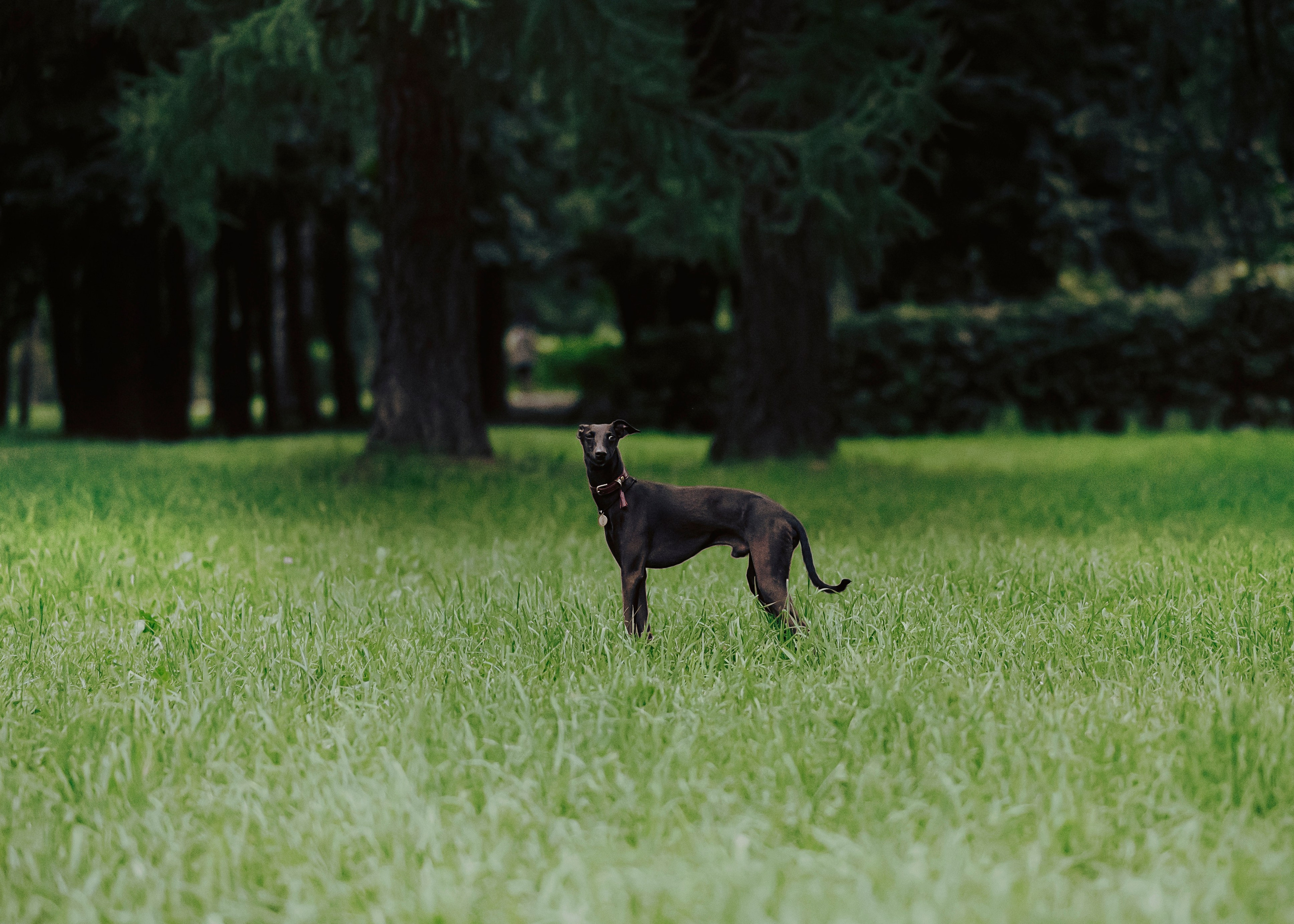 Дофи. Фотограф- анималист Александра Матвеева