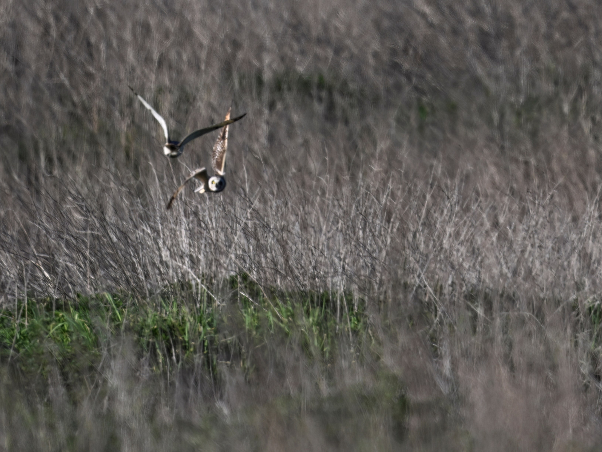 Драки лысух и лунь. Wildlife photography by Sergey Puponin