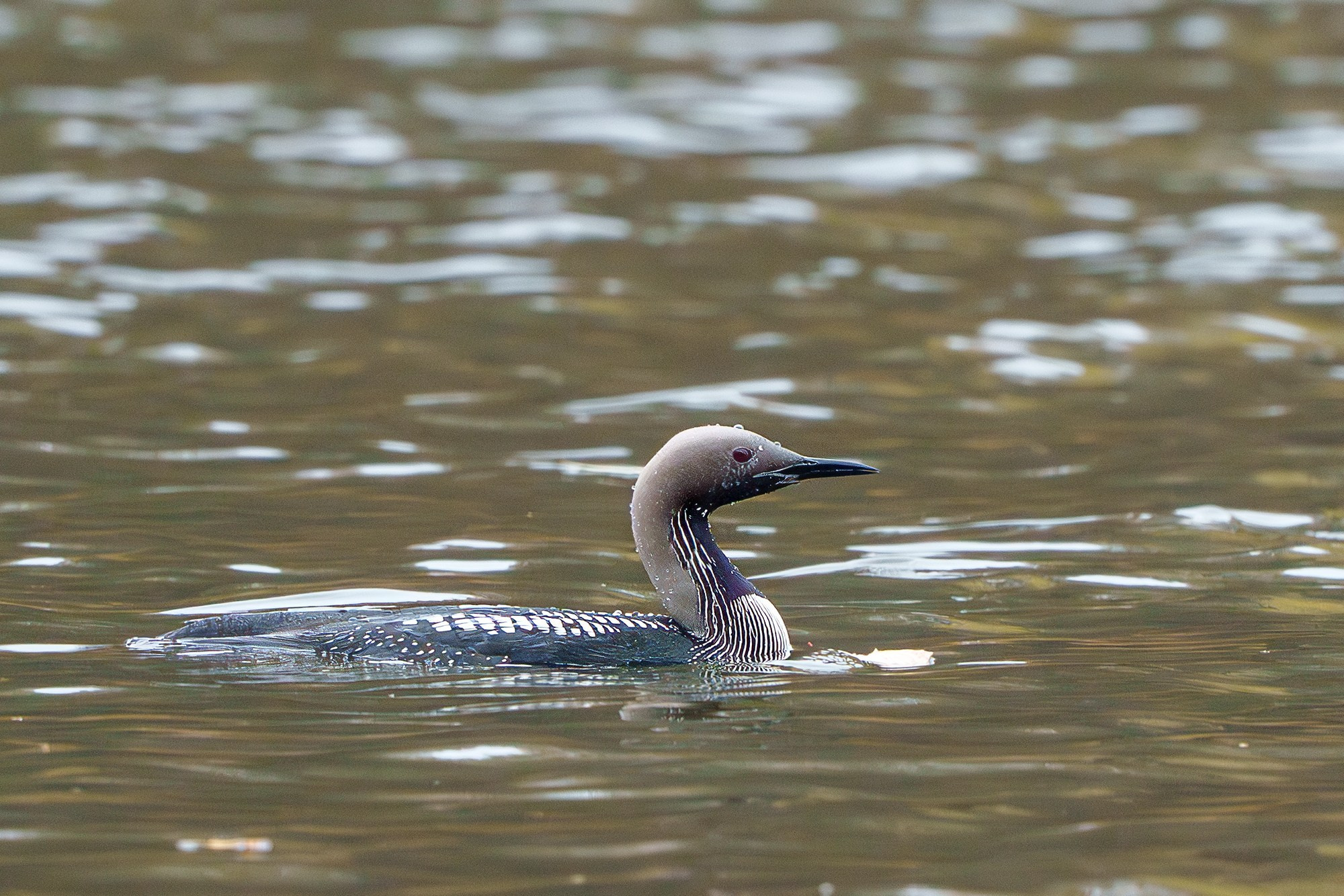 Удивительные мир птиц. Вокруг нас столько прекрасного — присмотритесь!. Ваш личный фотограф Марина Волкова