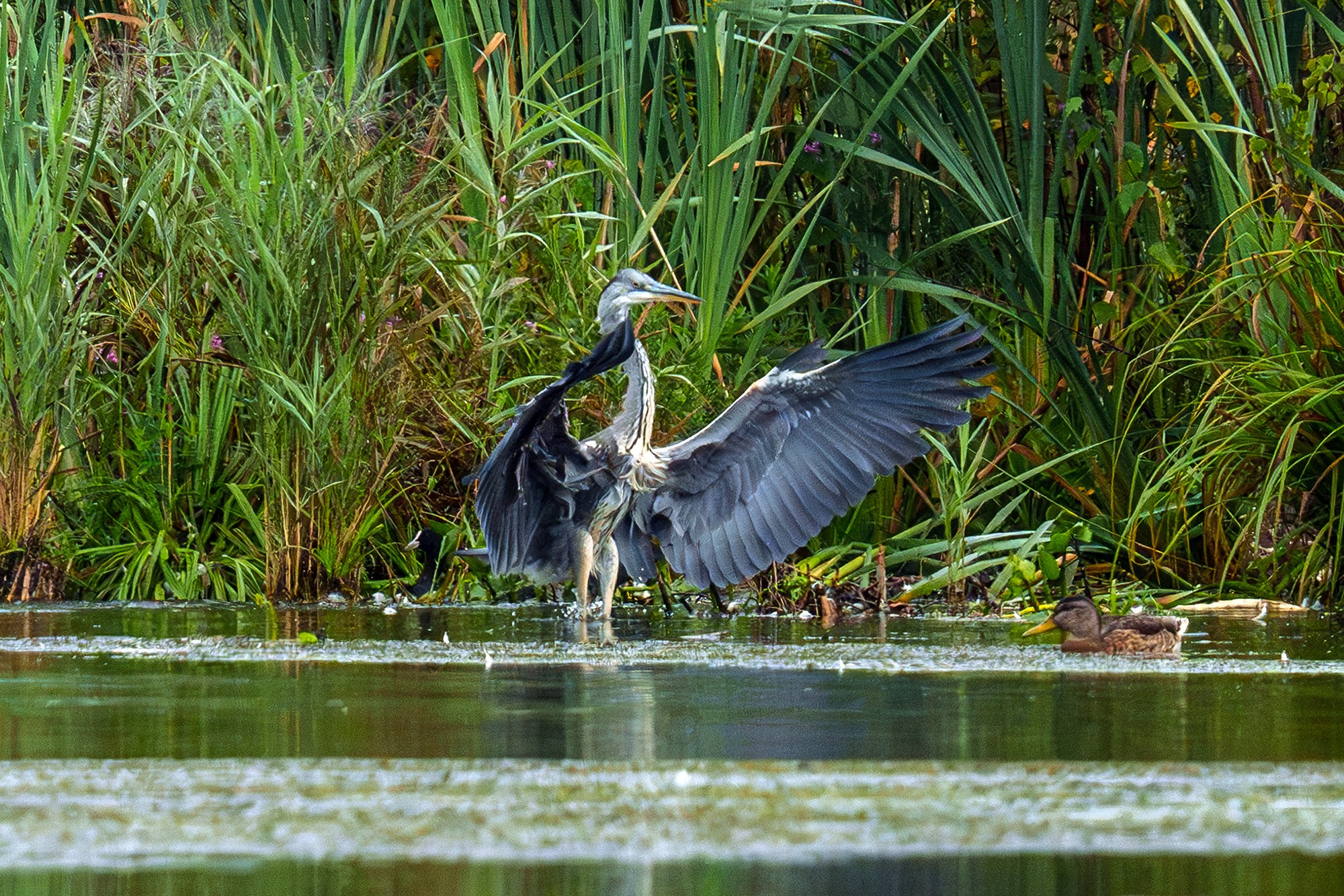 Удивительные мир птиц. Вокруг нас столько прекрасного — присмотритесь!. Ваш личный фотограф Марина Волкова