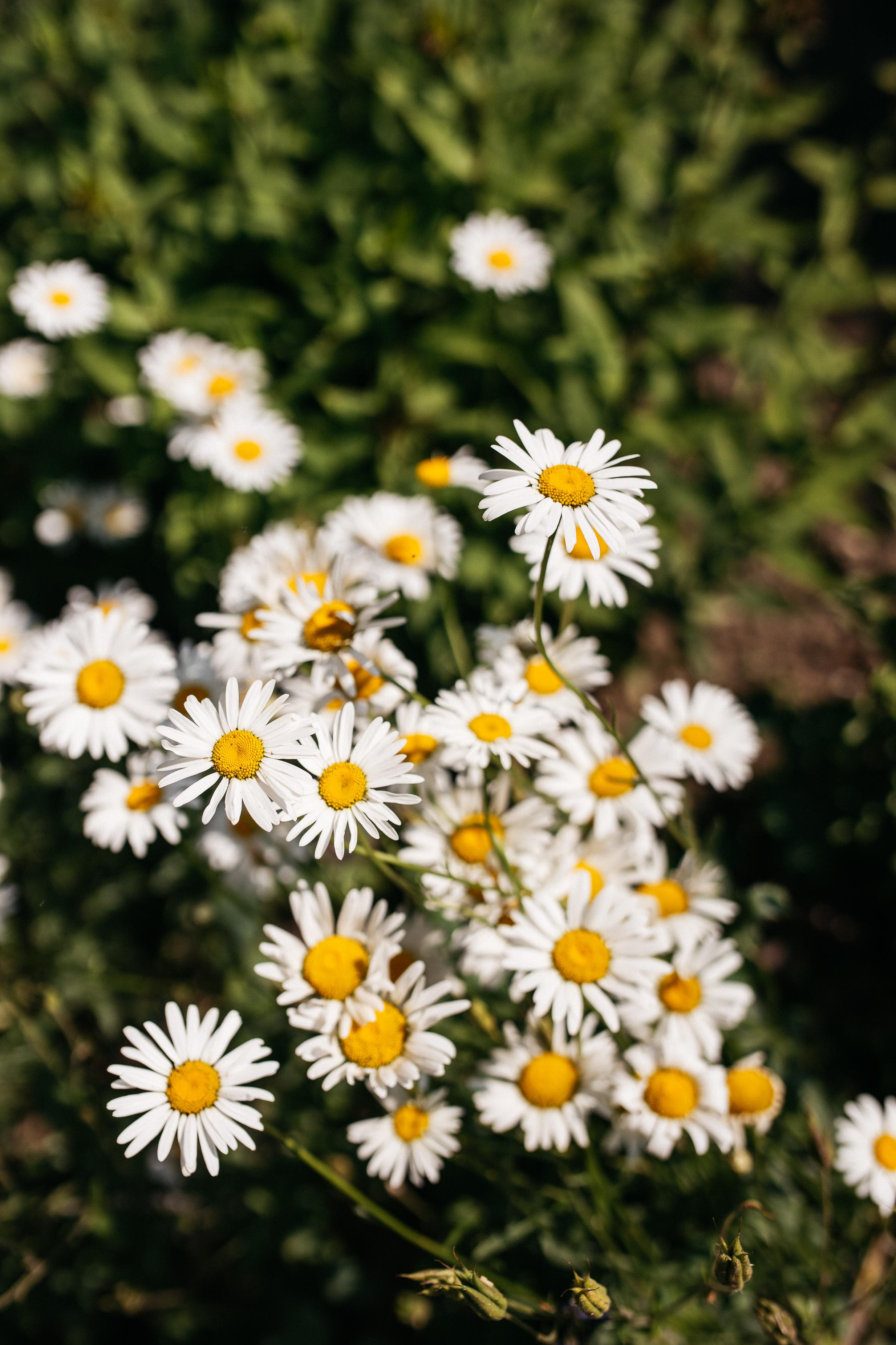 Лидонька. Семейный фотограф Трусова Евгения в Екатеринбурге