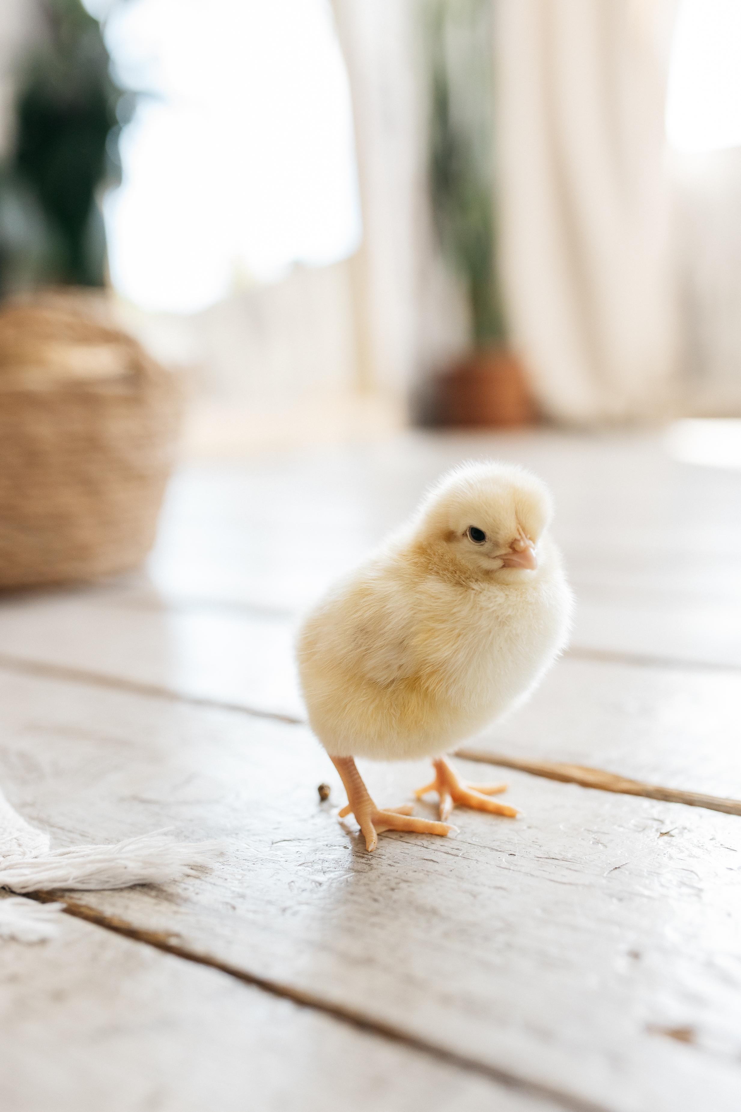 Цыплята. Семейный фотограф Трусова Евгения в Екатеринбурге