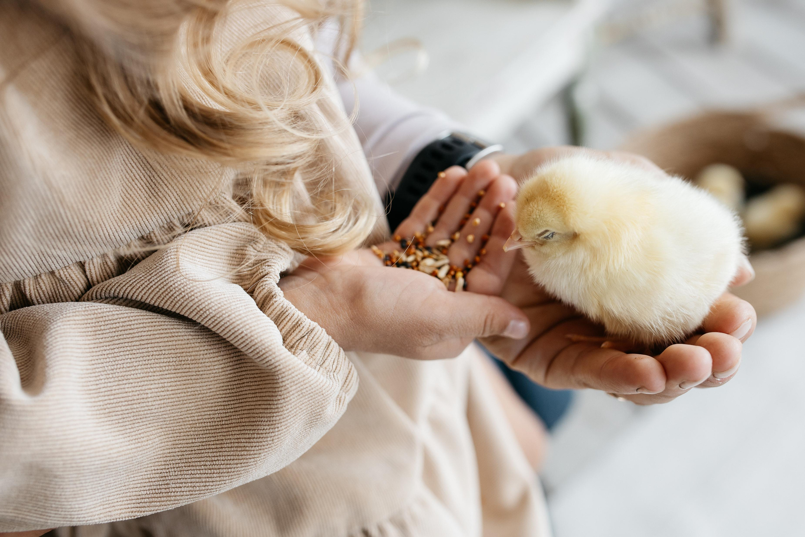 Цыплята. Семейный фотограф Трусова Евгения в Екатеринбурге