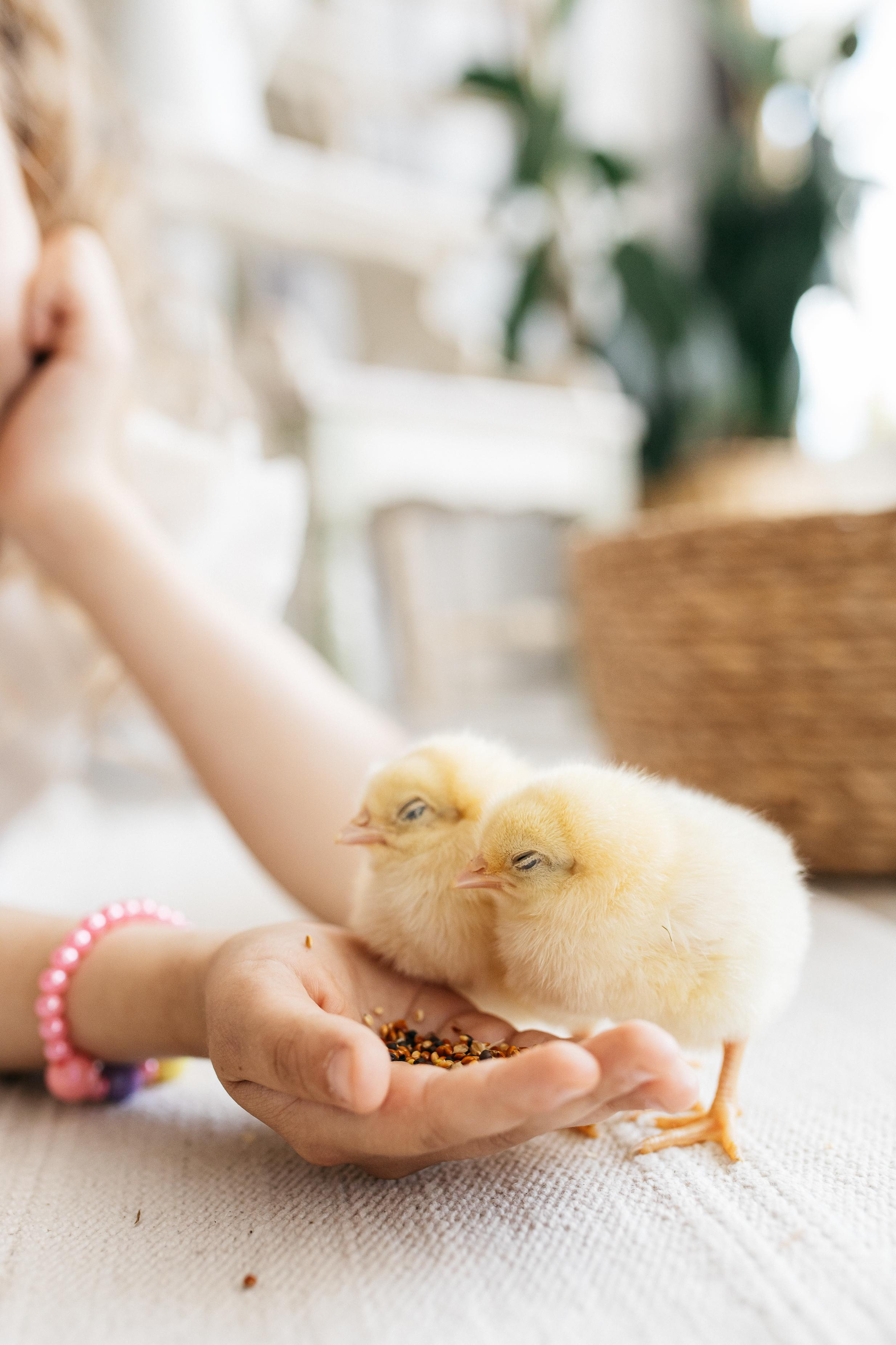 Цыплята. Семейный фотограф Трусова Евгения в Екатеринбурге