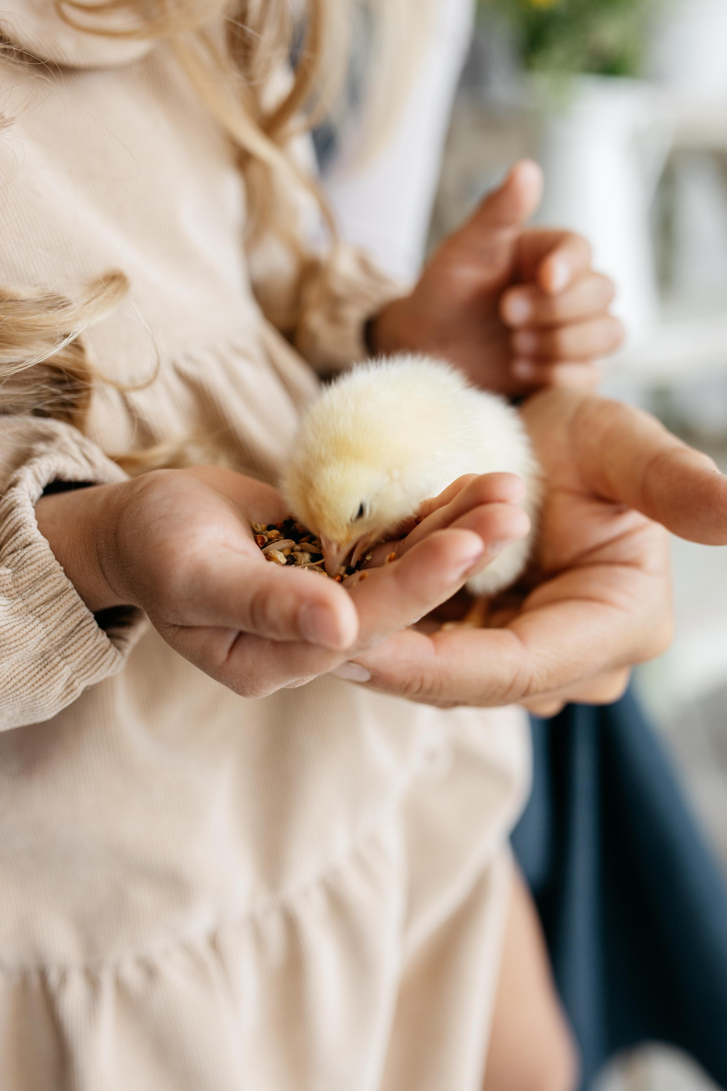 Цыплята. Семейный фотограф Трусова Евгения в Екатеринбурге