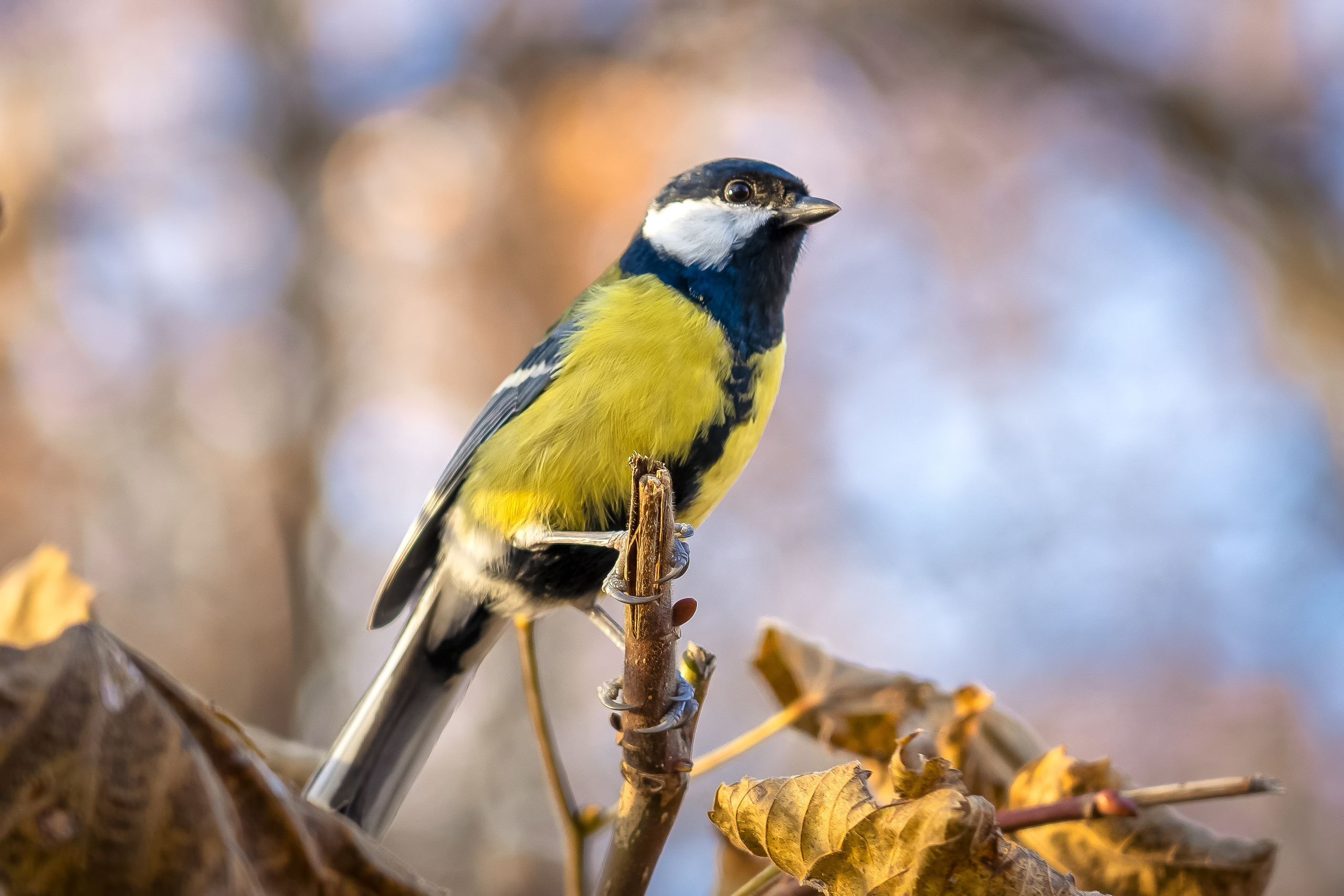 Дикая природа. Photomantis