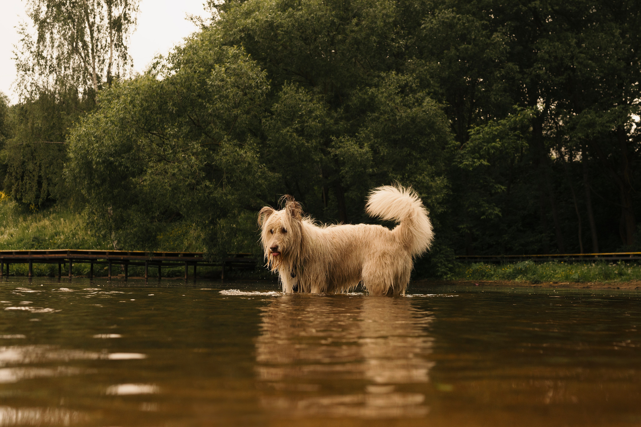 Акиро и Йоши. Фотограф- анималист Александра Матвеева