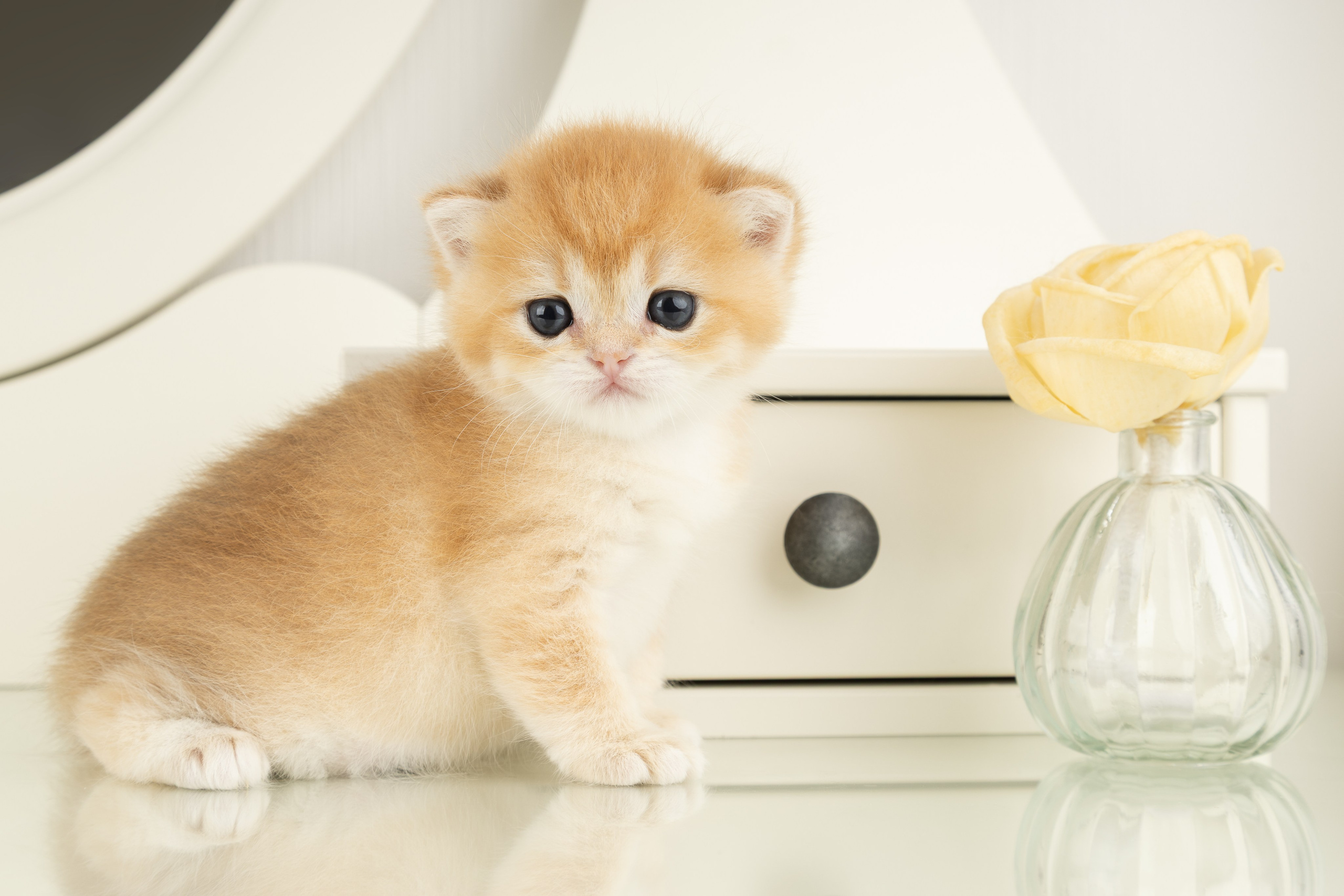 Британские котята (в интерьере). Фотограф-анималист в Москве, МО и Владимире