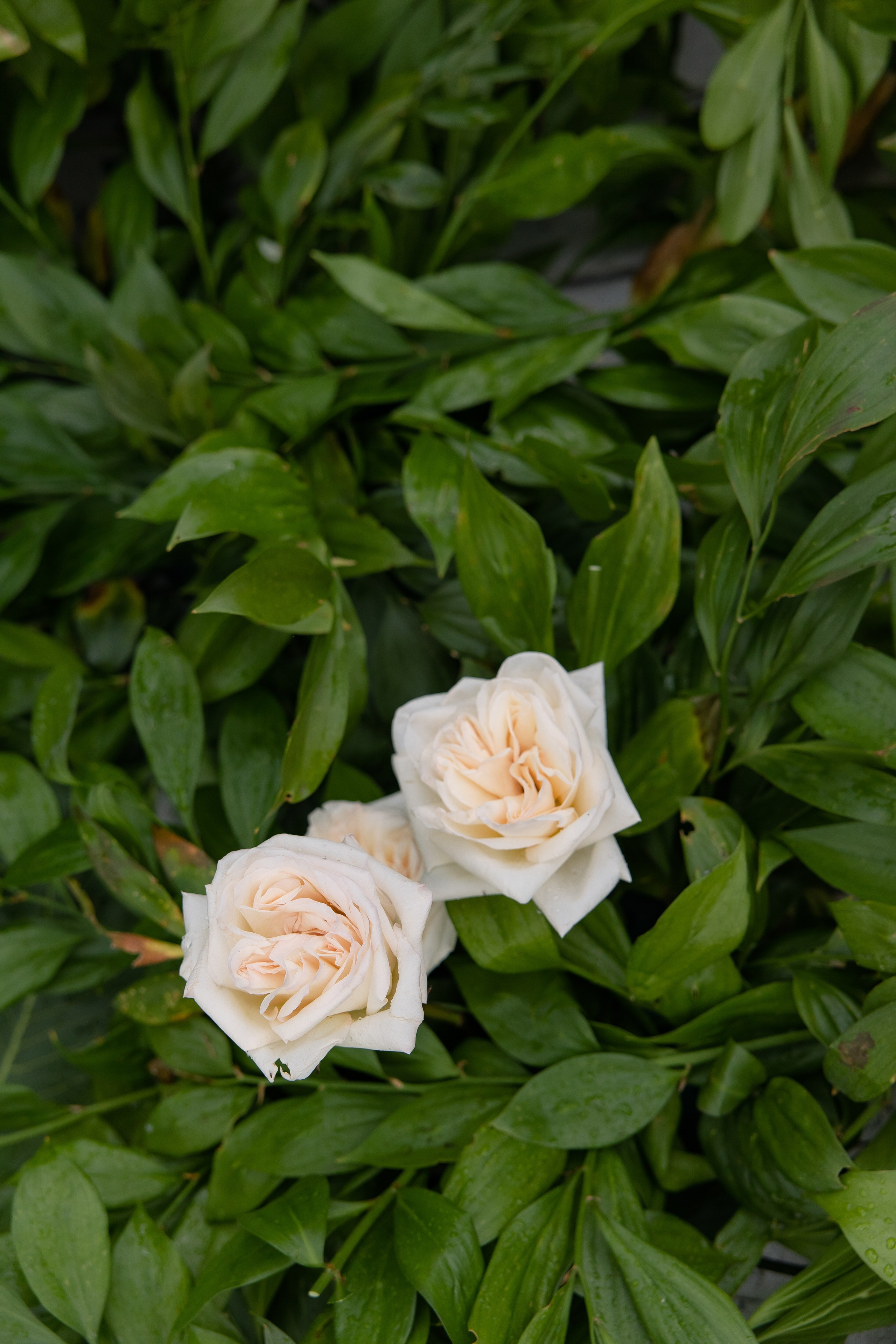 Даниил и Светлана. Свадебный и семейный фотограф в Новосибирске Наталья Зорина