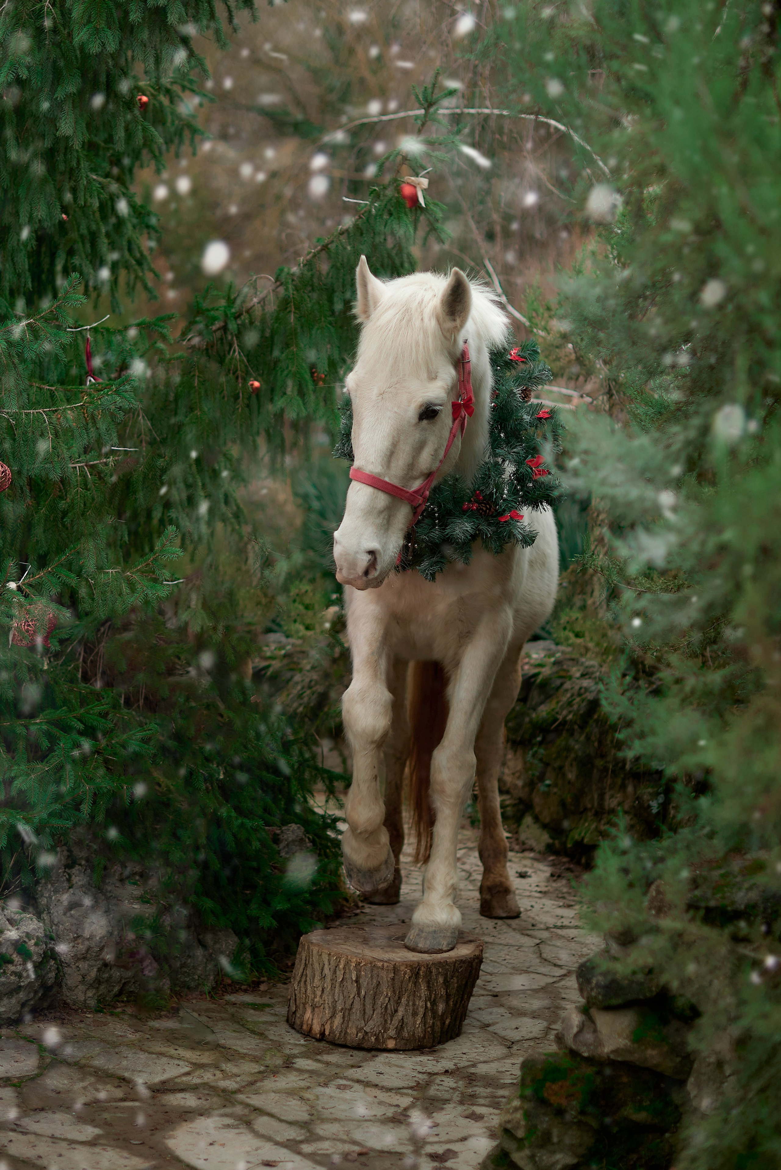 Диана, Гром и Мандаринка. Фотограф в Севастополе