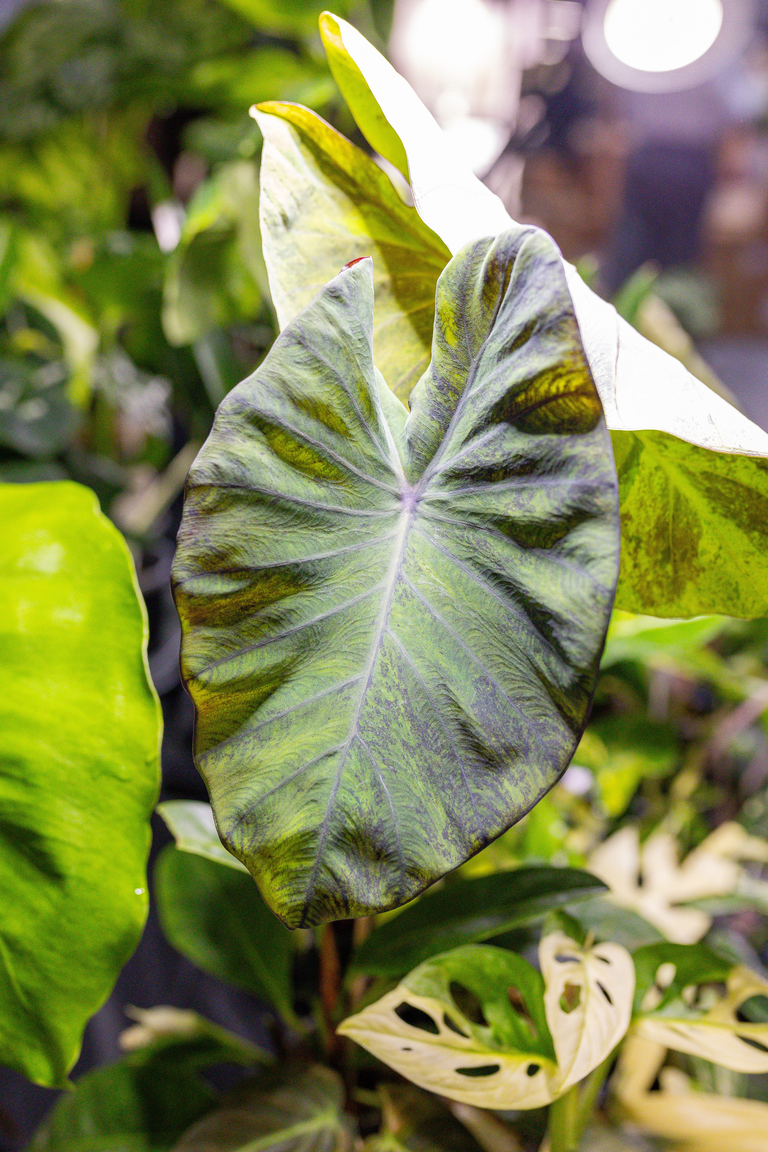 Орхидиум 12.2025. Александра Куликова фотограф, Москва