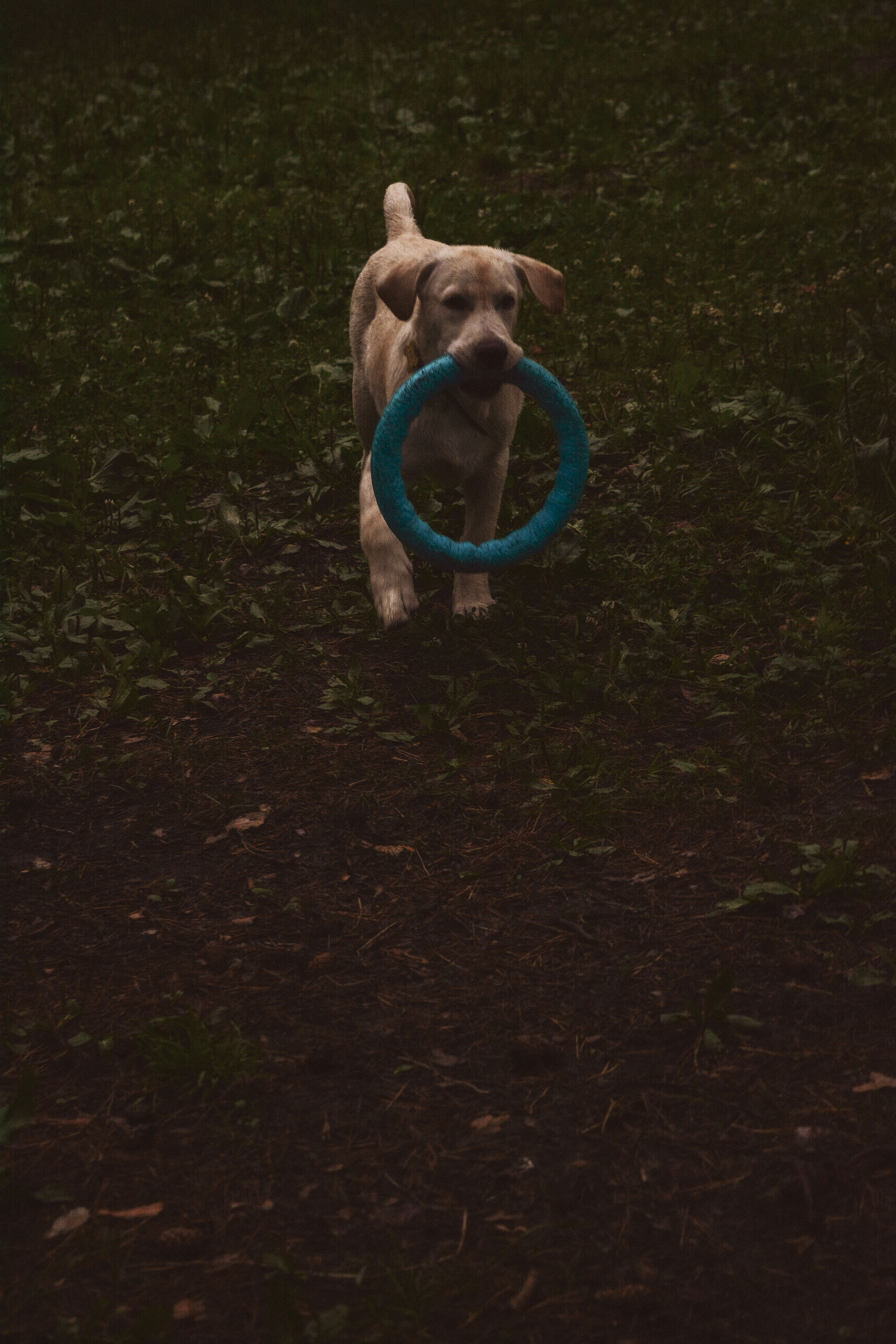 Алёна и Егор. Фотограф в Москве Ангелина Ким