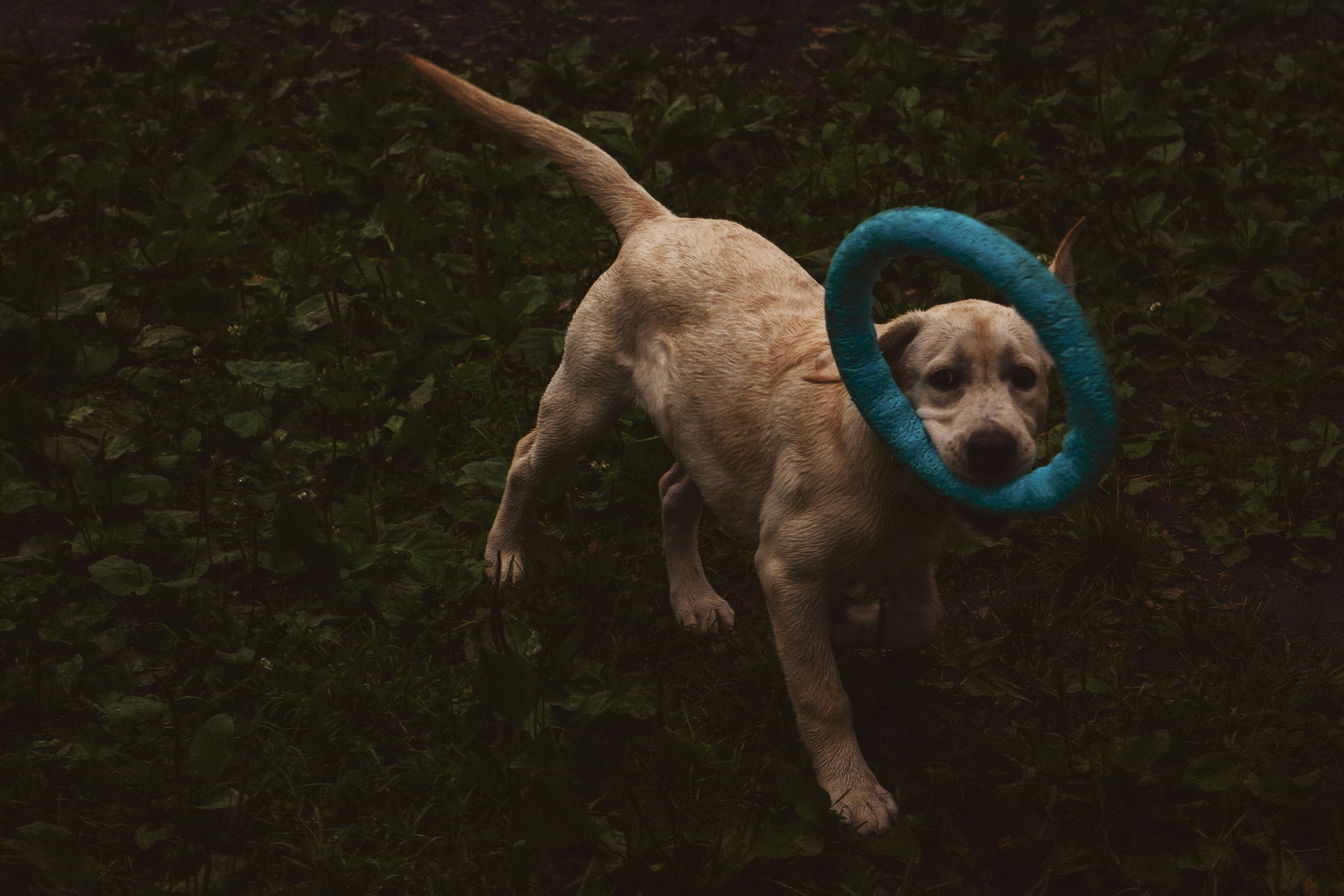 Алёна и Егор. Фотограф в Москве Ангелина Ким