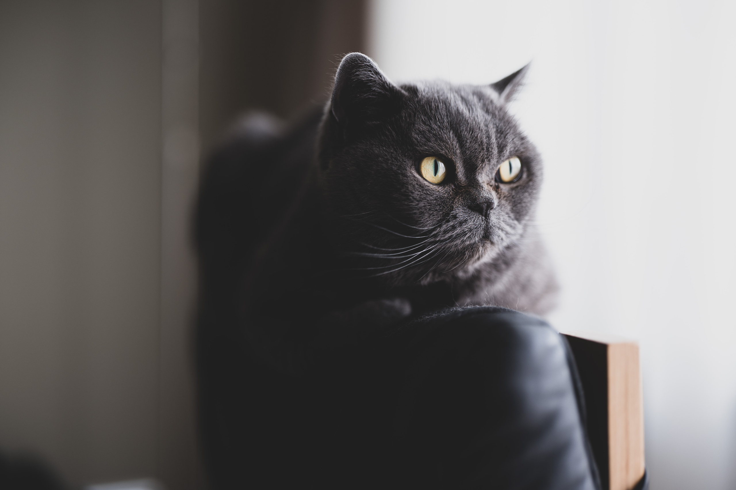 Руша. Владимир Власюк