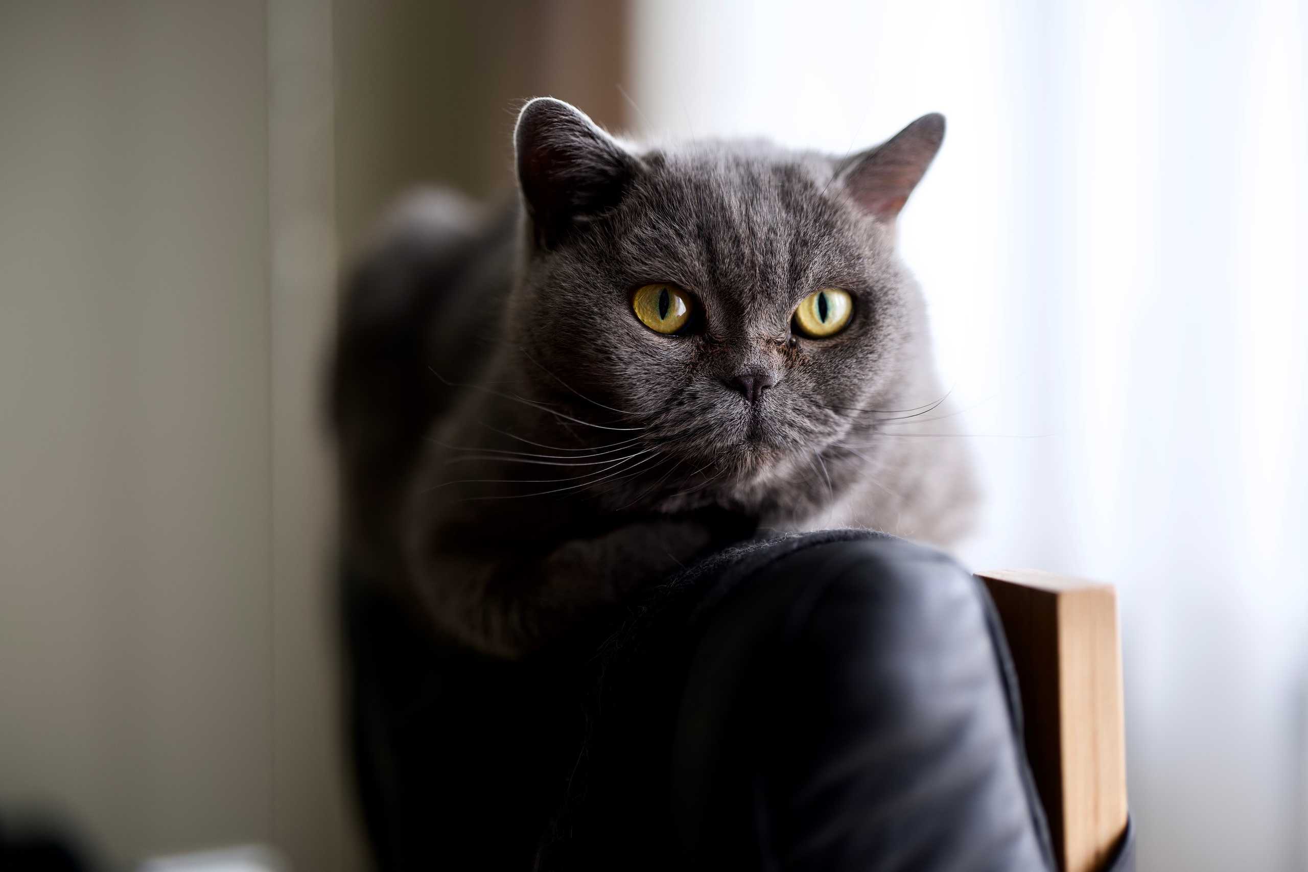 Руша. Владимир Власюк